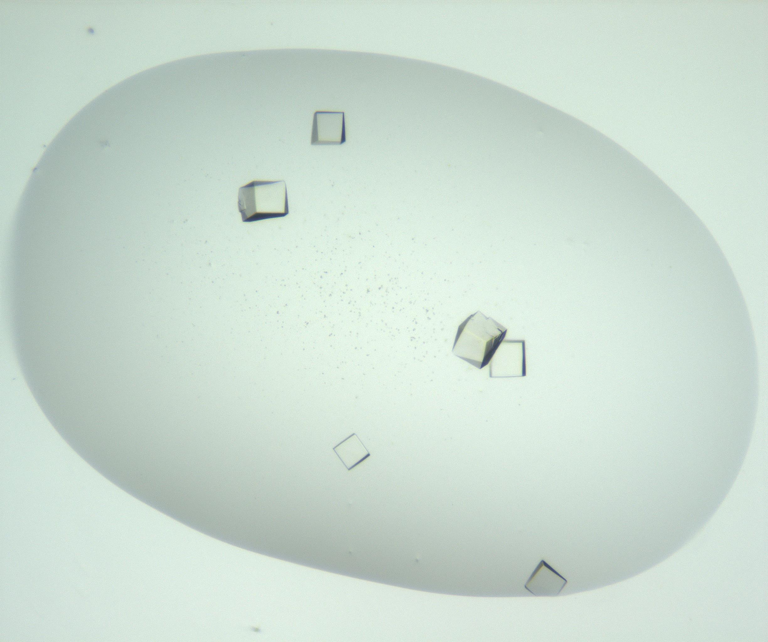 RI01_03_000_0212_Proj1_Clon1_MC_0000MC102956_006_161120_07_03_01_00_99_002_001_RAI.jpg
