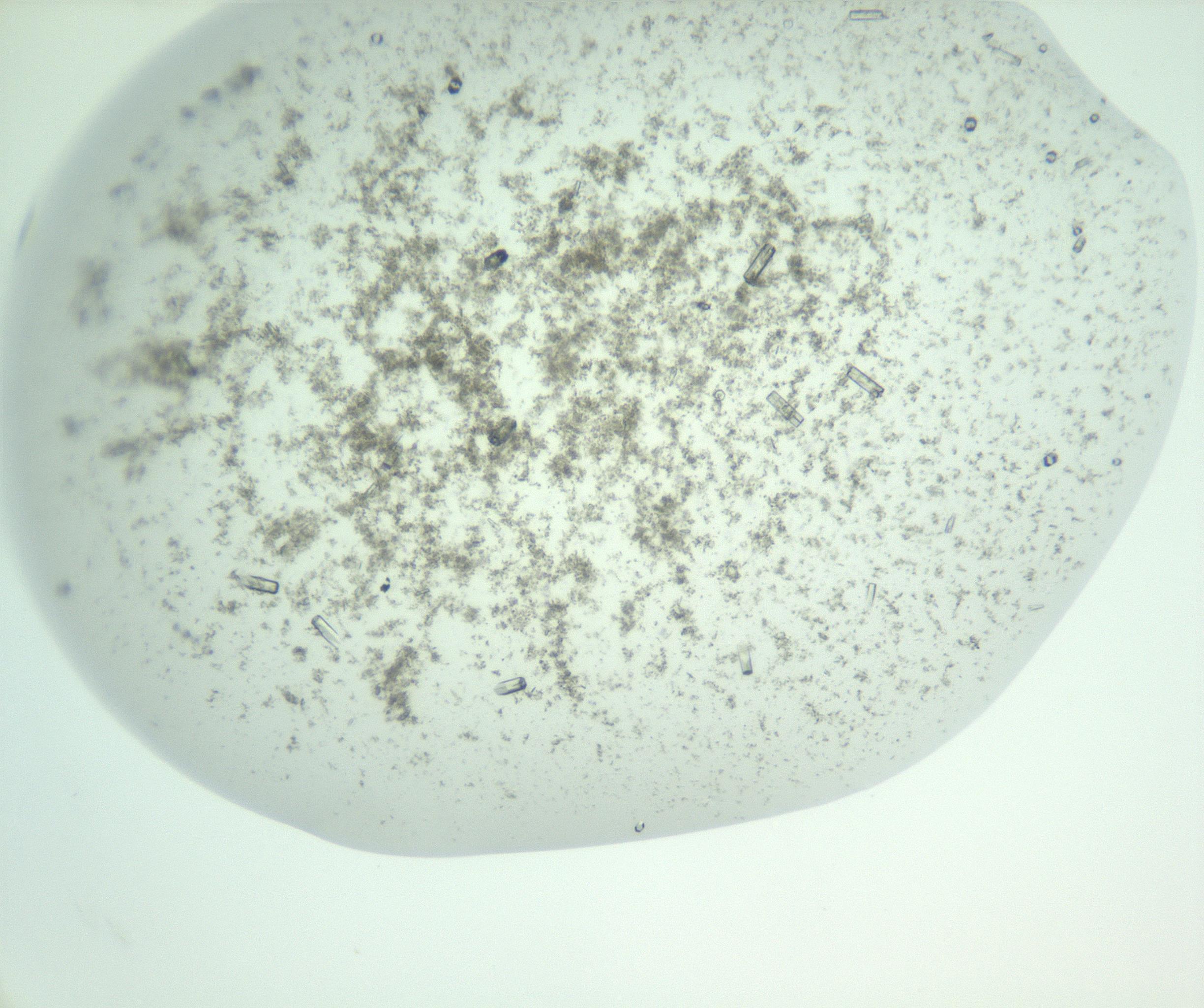 RI01_03_000_0212_Proj1_Clon1_MC_0000MC102956_006_161120_07_08_02_00_99_002_001_RAI.jpg