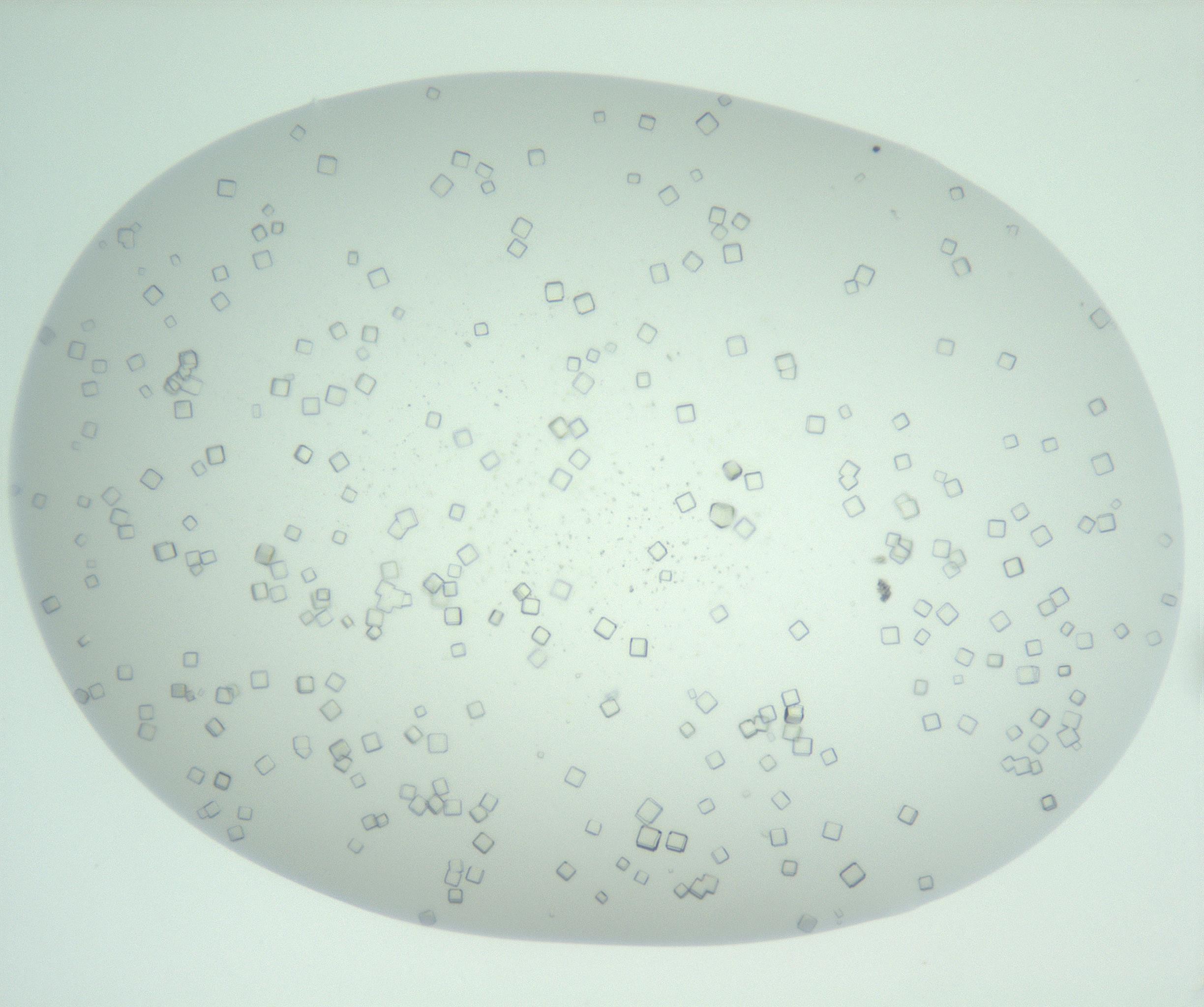 RI01_03_000_0212_Proj1_Clon1_MC_0000MC102956_006_161120_08_03_01_00_99_002_001_RAI.jpg