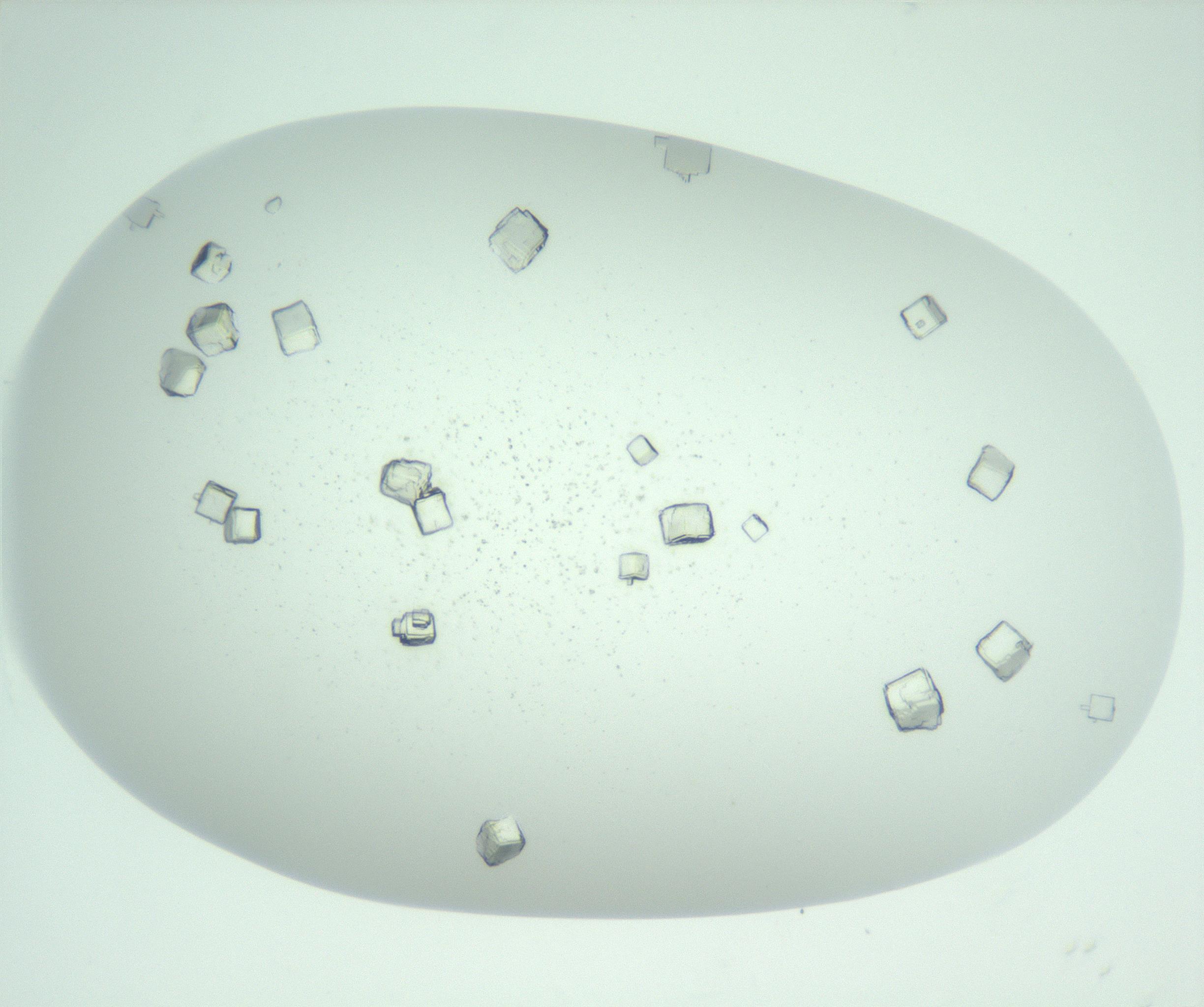 RI01_03_000_0212_Proj1_Clon1_MC_0000MC102956_006_161120_08_05_01_00_99_002_001_RAI.jpg