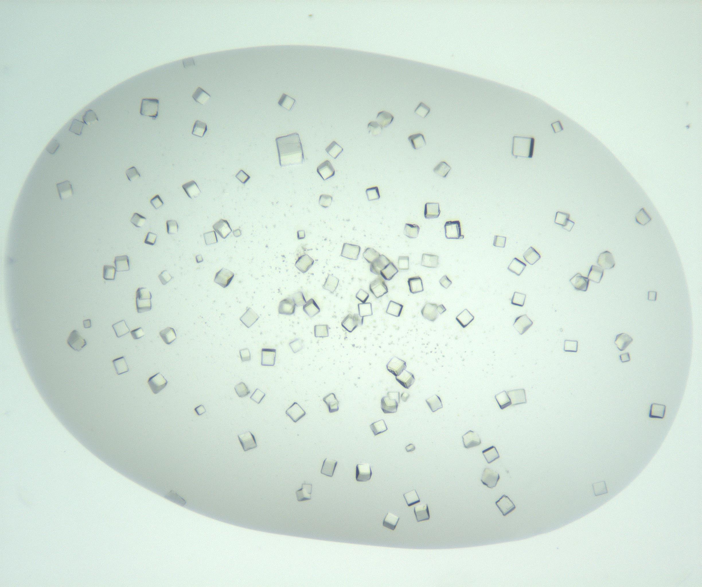 RI01_03_000_0212_Proj1_Clon1_MC_0000MC102956_006_161120_09_03_01_00_99_002_001_RAI.jpg
