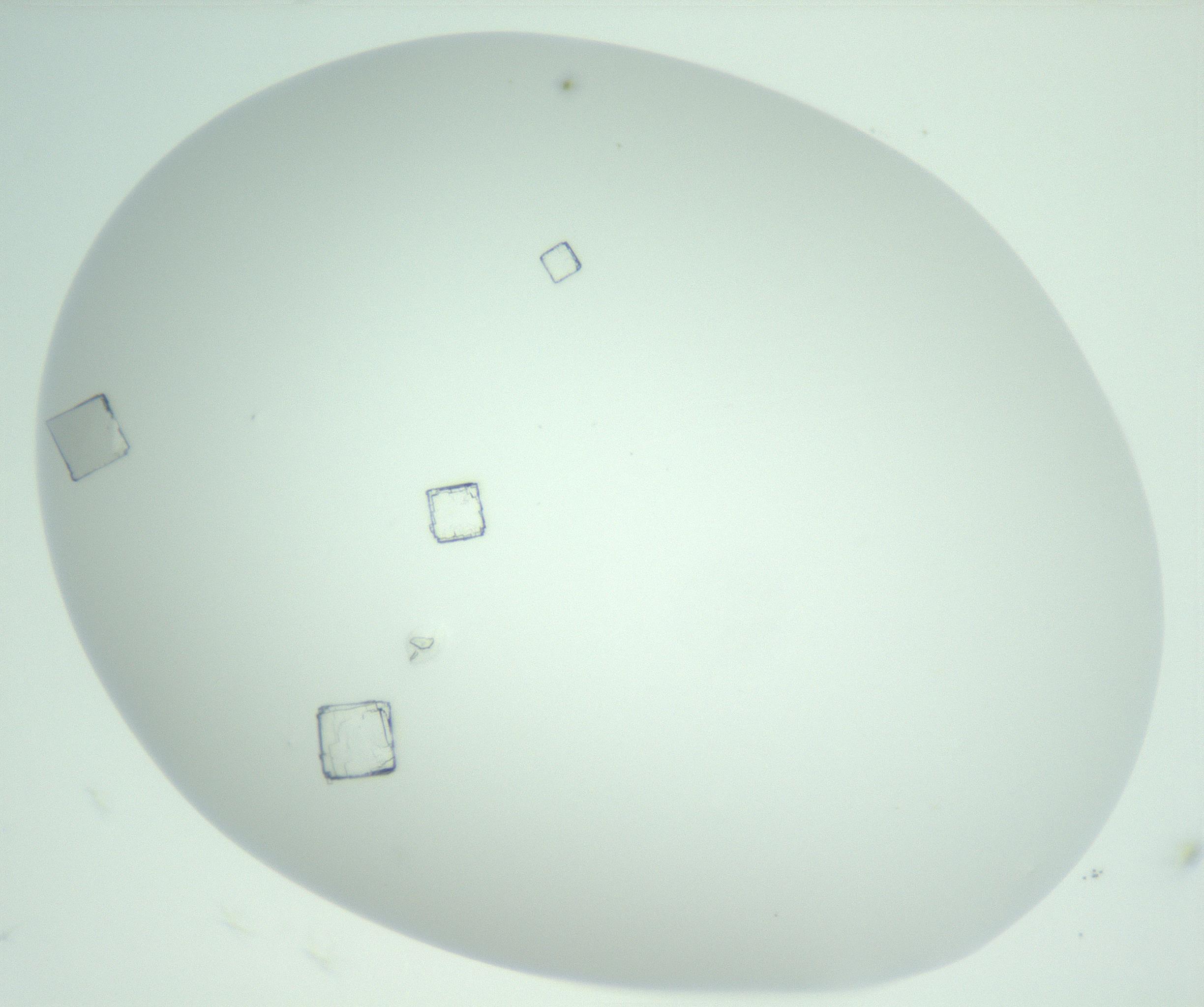 RI01_03_000_0212_Proj1_Clon1_MC_0000MC102956_006_161120_09_03_02_00_99_002_001_RAI.jpg