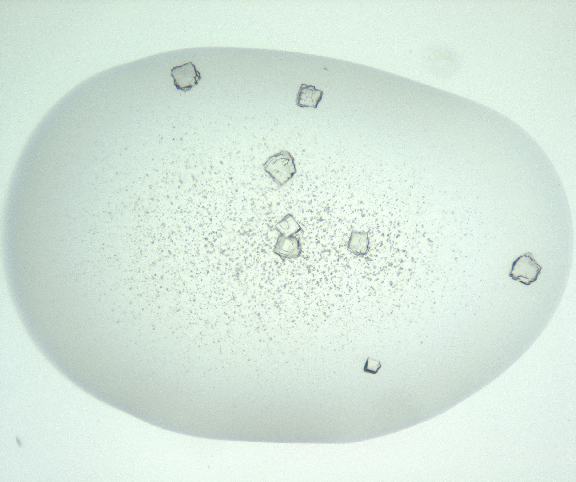 RI01_03_000_0212_Proj1_Clon1_MC_0000MC102956_006_161120_09_04_01_00_99_002_001_RAI.jpg