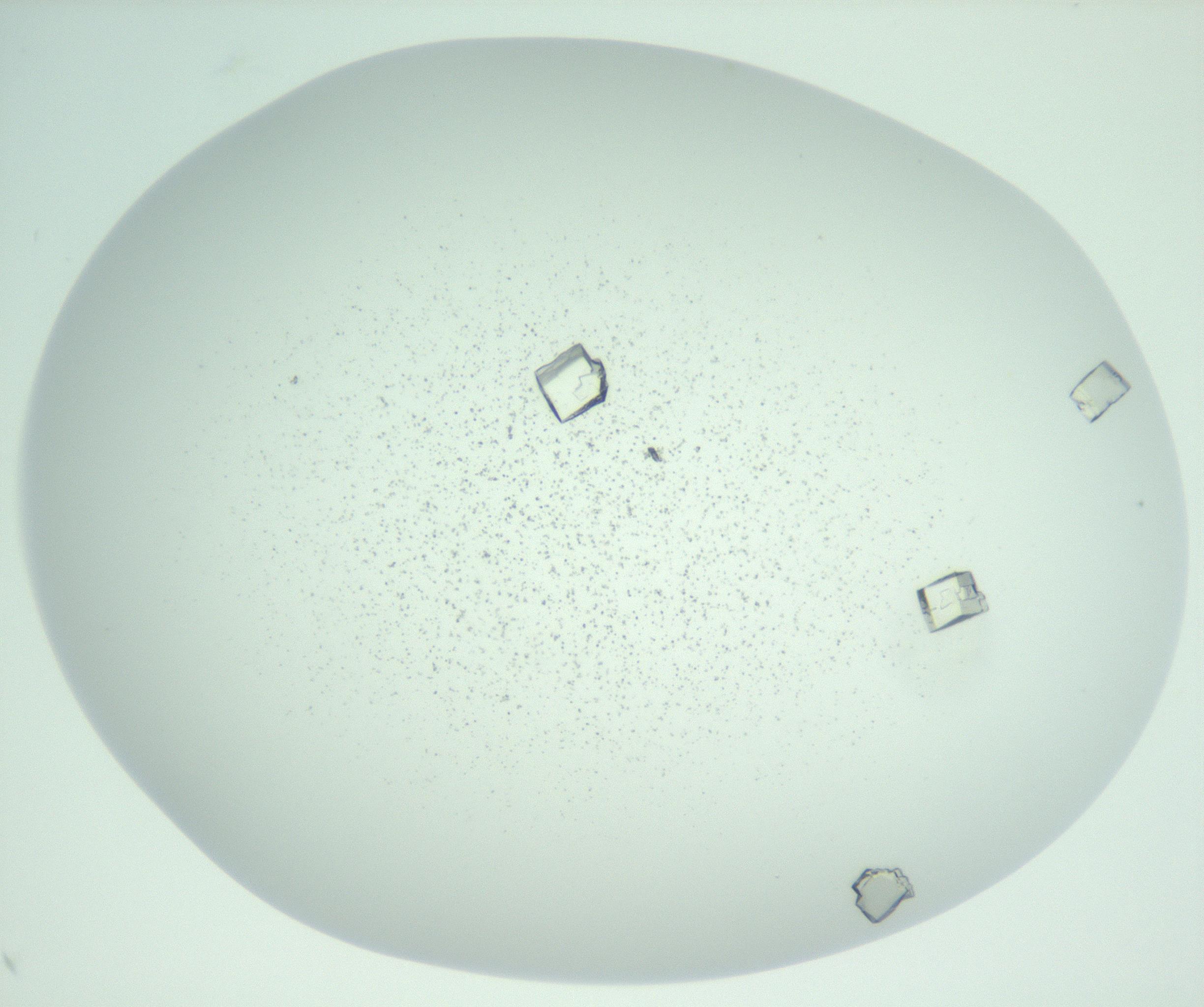 RI01_03_000_0212_Proj1_Clon1_MC_0000MC102956_006_161120_09_04_02_00_99_002_001_RAI.jpg