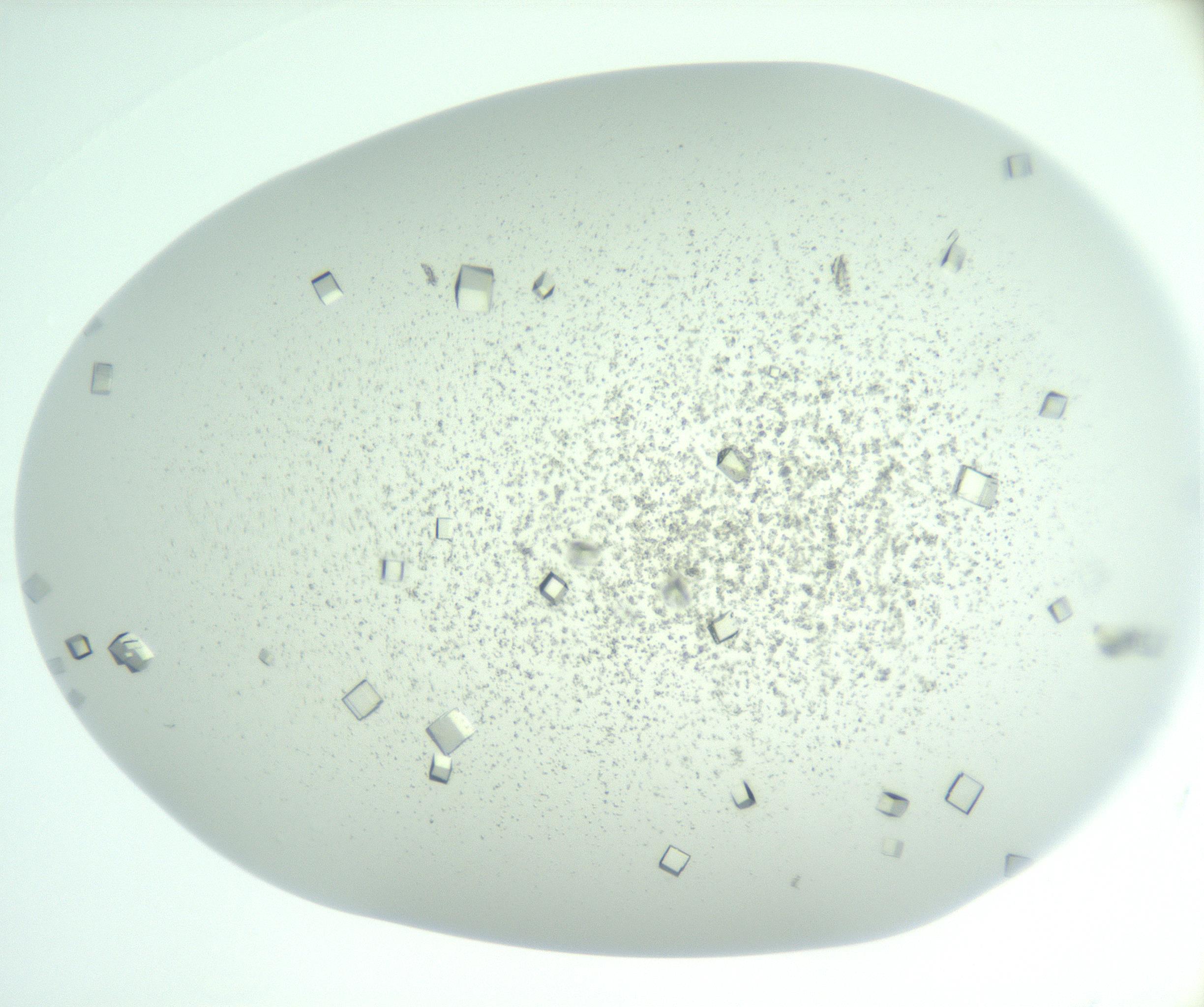 RI01_03_000_0212_Proj1_Clon1_MC_0000MC102956_006_161120_09_05_01_00_99_002_001_RAI.jpg