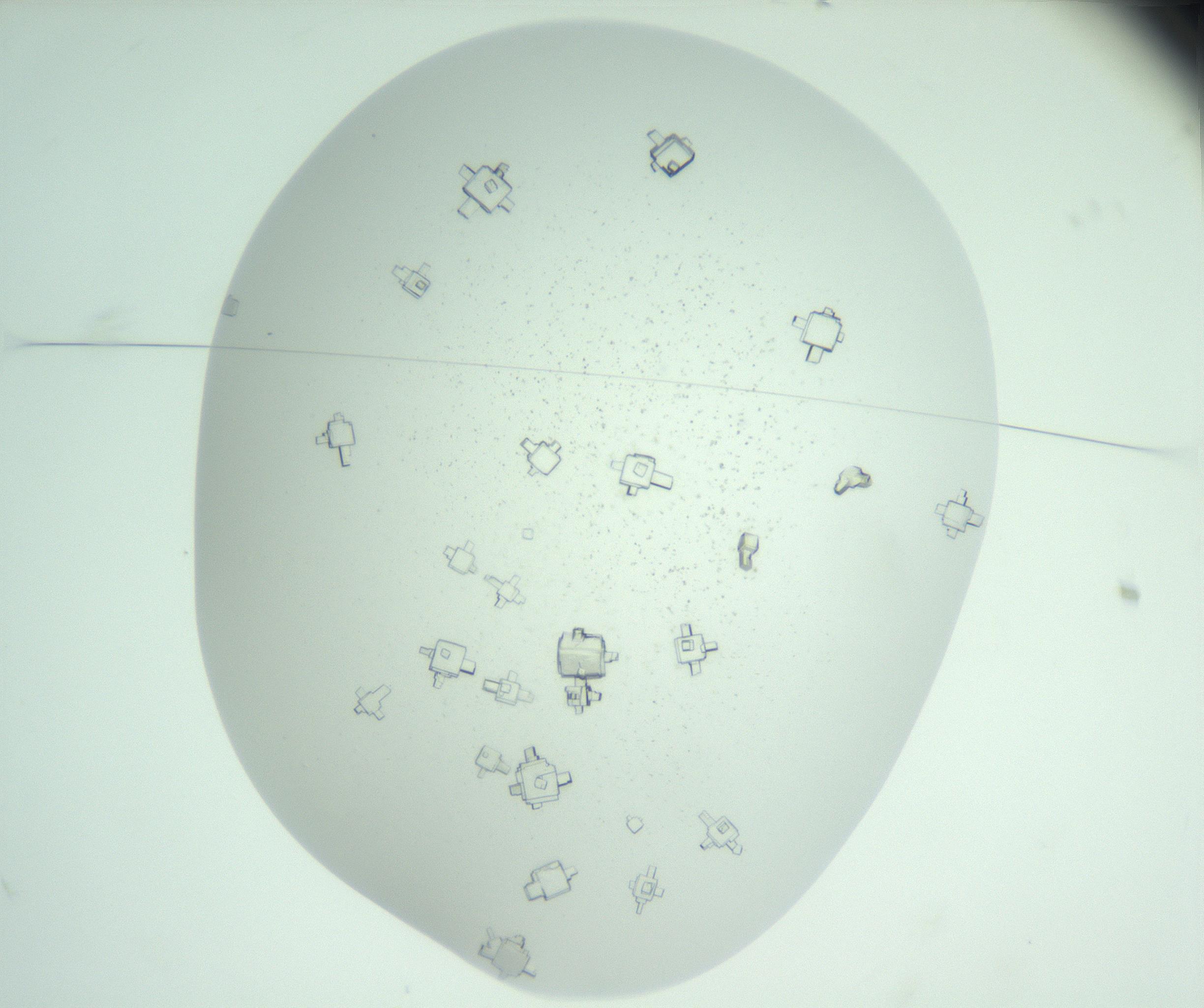 RI01_03_000_0212_Proj1_Clon1_MC_0000MC102956_006_161120_10_01_01_00_99_002_001_RAI.jpg