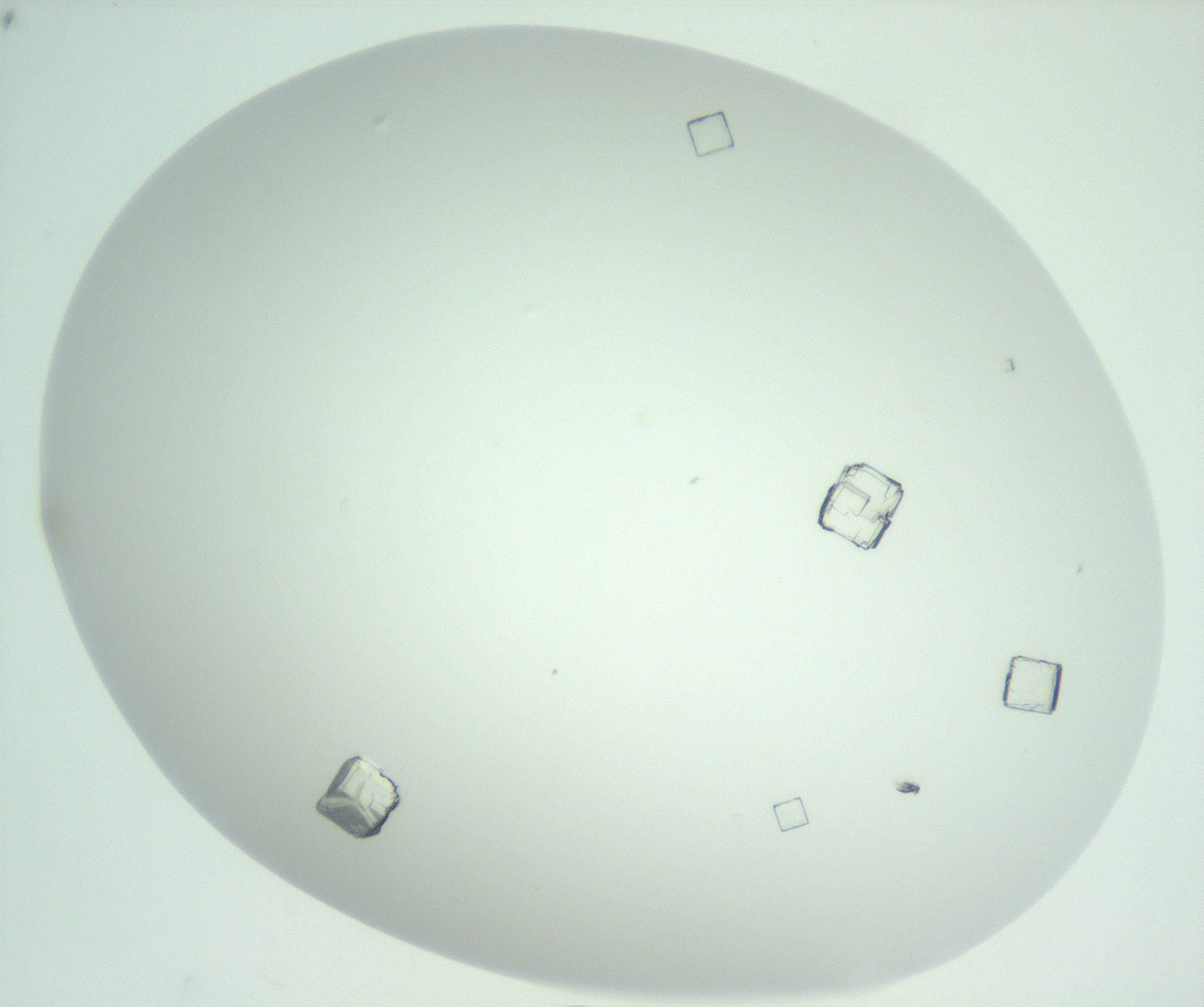 RI01_03_000_0212_Proj1_Clon1_MC_0000MC102956_006_161120_10_03_02_00_99_002_001_RAI.jpg