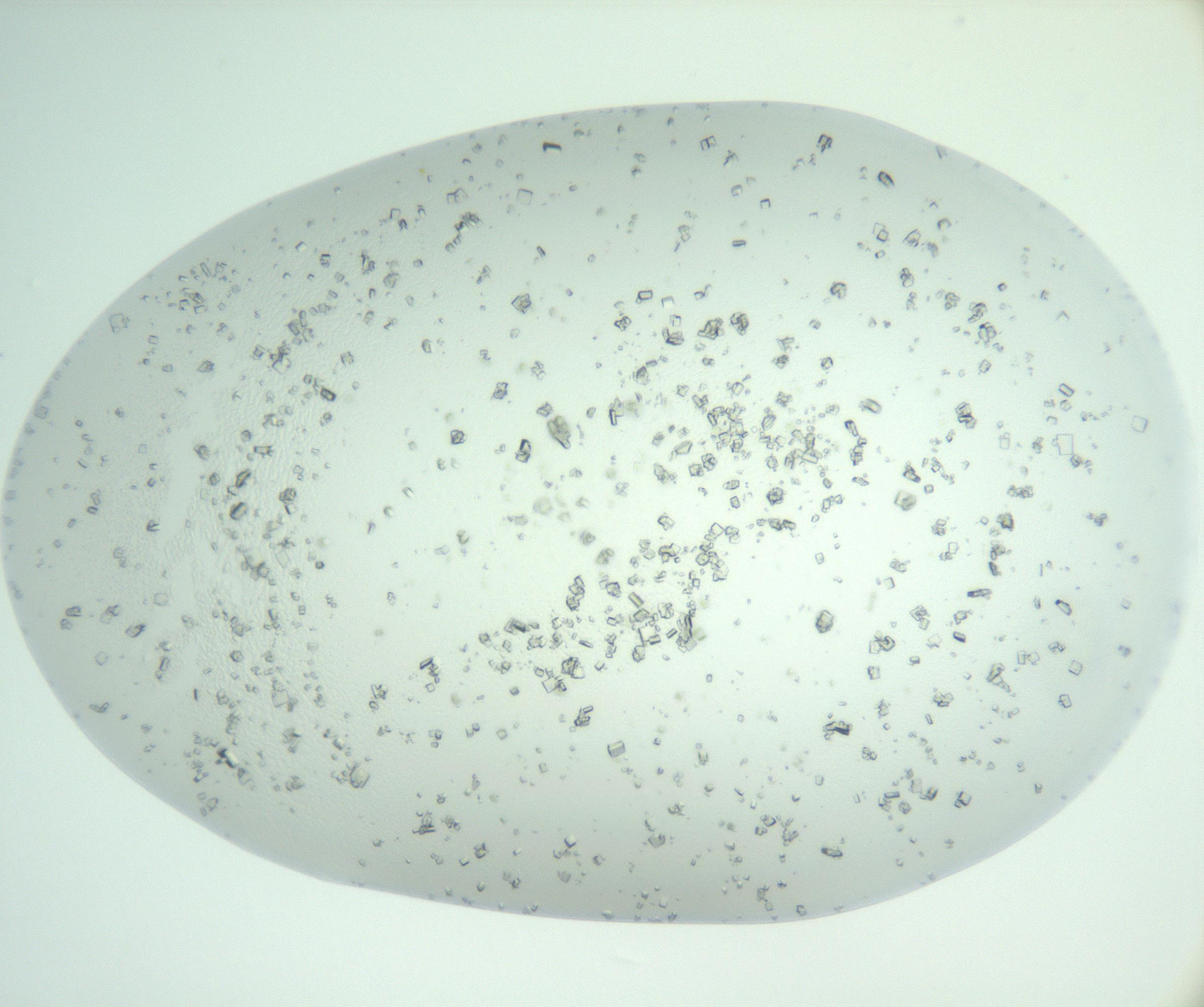 RI01_03_000_0212_Proj1_Clon1_MC_0000MC102956_006_161120_10_04_01_00_99_002_001_RAI.jpg