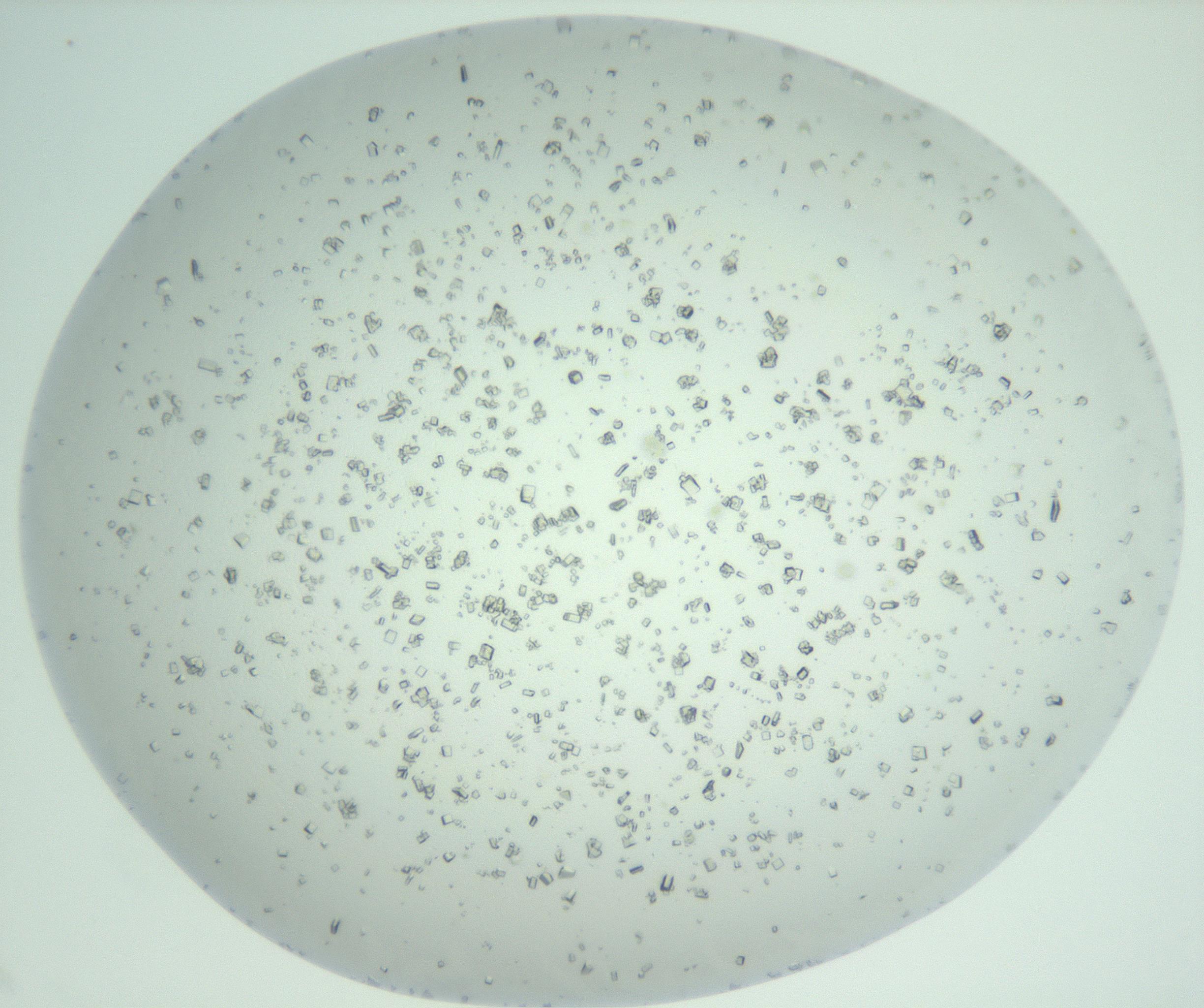 RI01_03_000_0212_Proj1_Clon1_MC_0000MC102956_006_161120_10_04_02_00_99_002_001_RAI.jpg