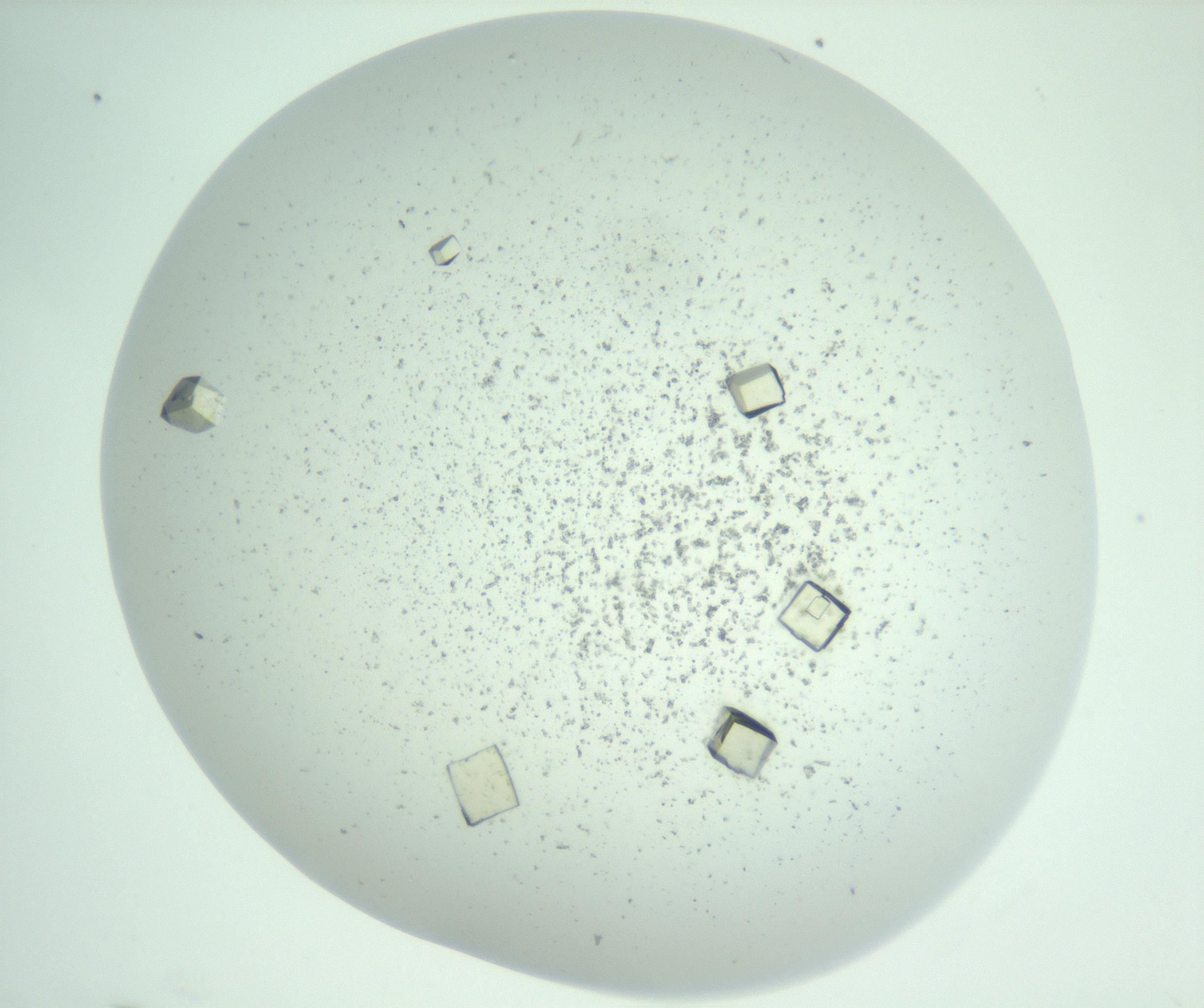 RI01_03_000_0212_Proj1_Clon1_MC_0000MC102956_006_161120_11_02_01_00_99_002_001_RAI.jpg