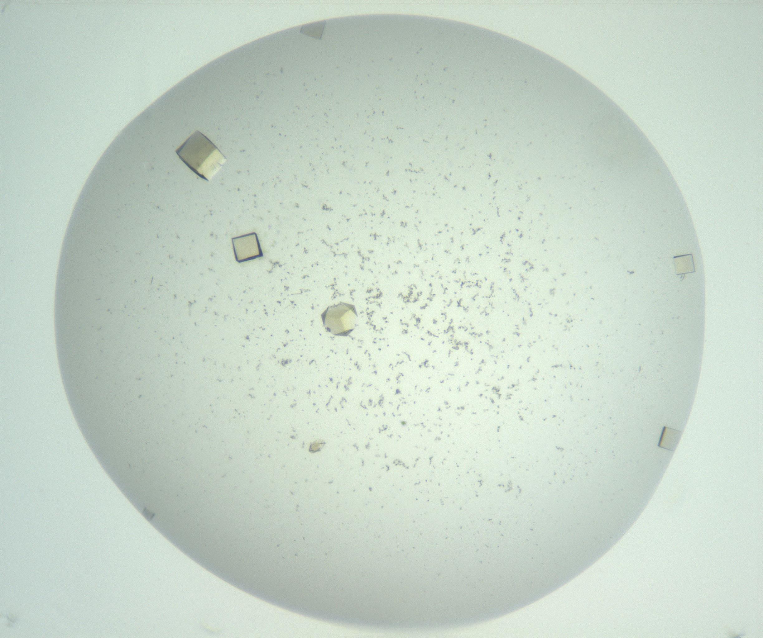 RI01_03_000_0212_Proj1_Clon1_MC_0000MC102956_006_161120_11_02_02_00_99_002_001_RAI.jpg