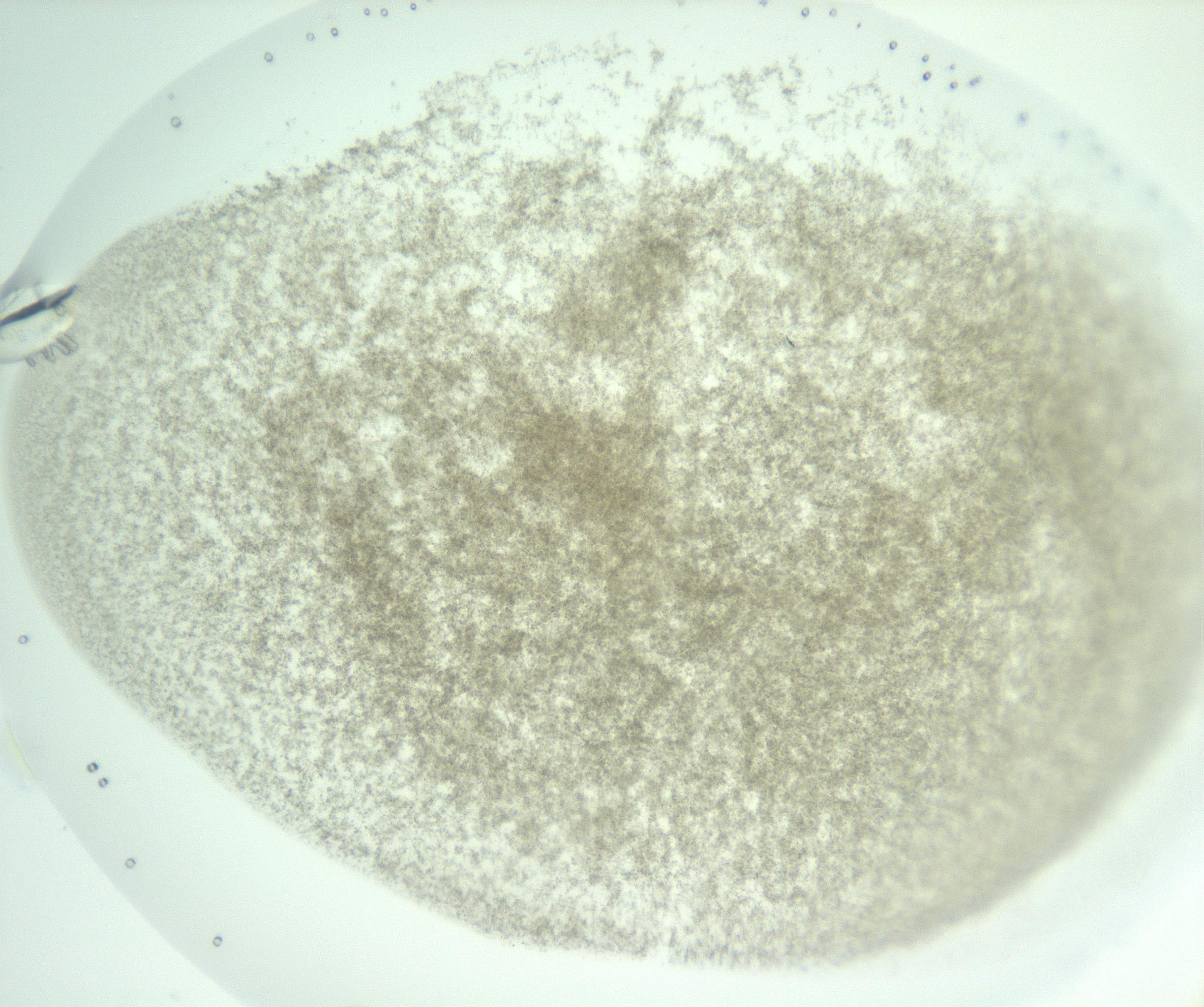 RI01_03_000_0212_Proj1_Clon1_MC_0000MC102956_006_161120_11_03_01_00_99_002_001_RAI.jpg