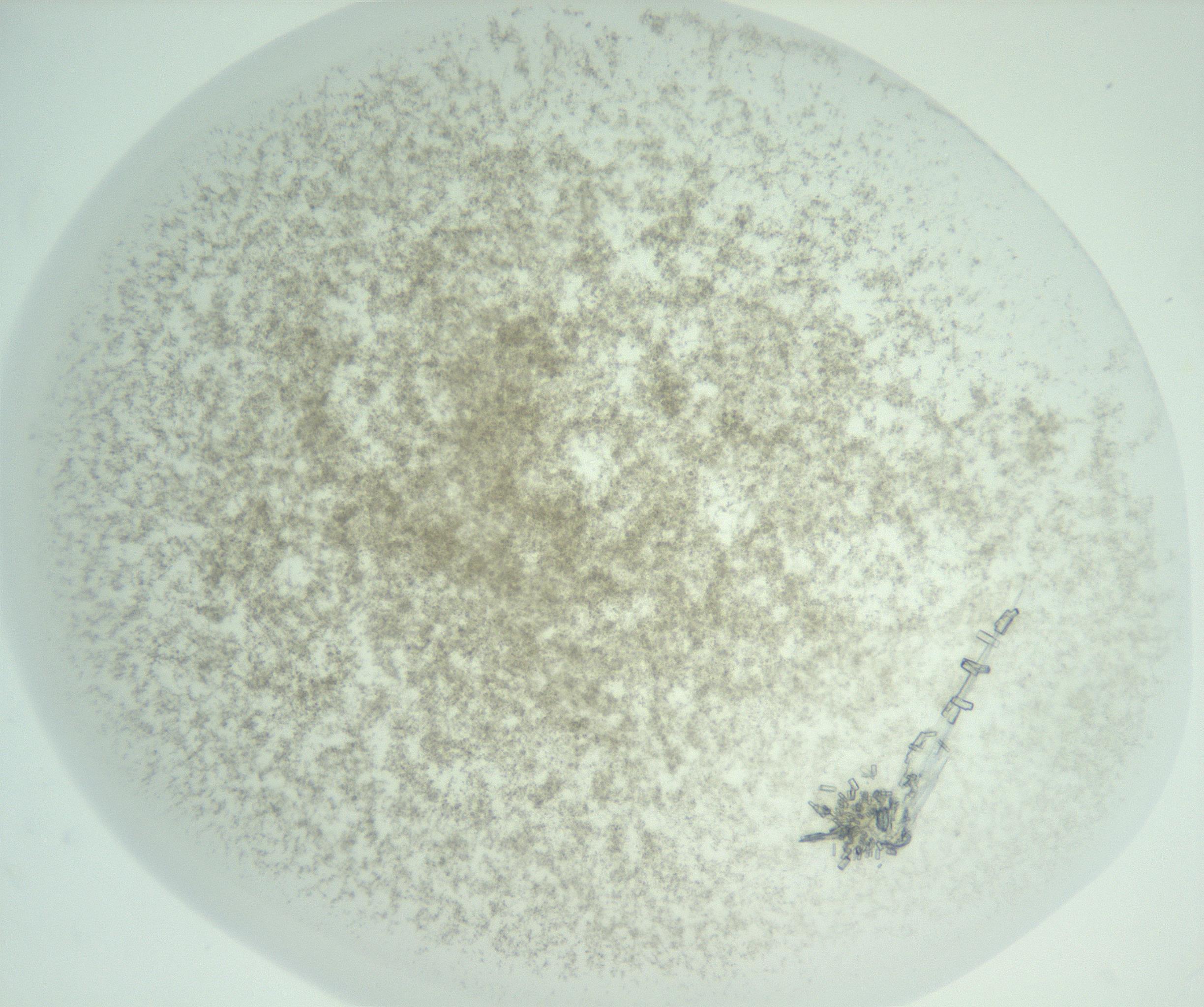 RI01_03_000_0212_Proj1_Clon1_MC_0000MC102956_006_161120_11_03_02_00_99_002_001_RAI.jpg