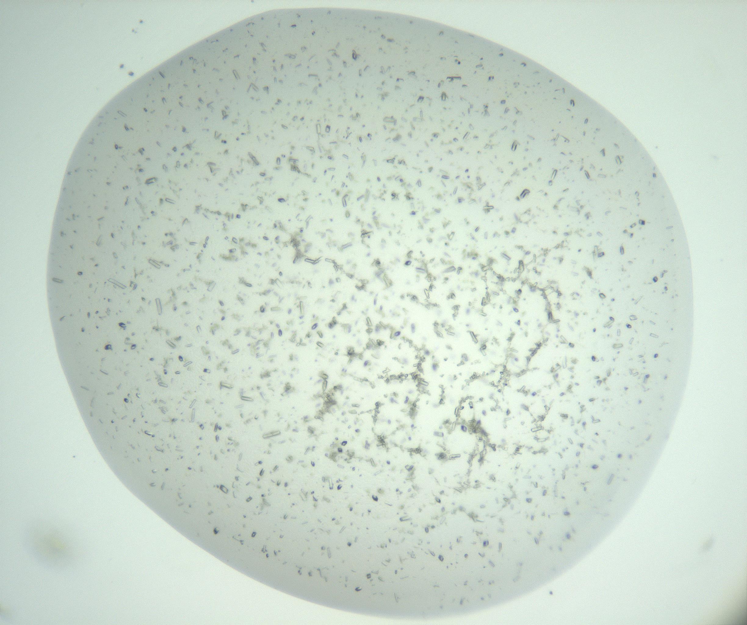 RI01_03_000_0212_Proj1_Clon1_MC_0000MC102956_006_161120_11_04_02_00_99_002_001_RAI.jpg
