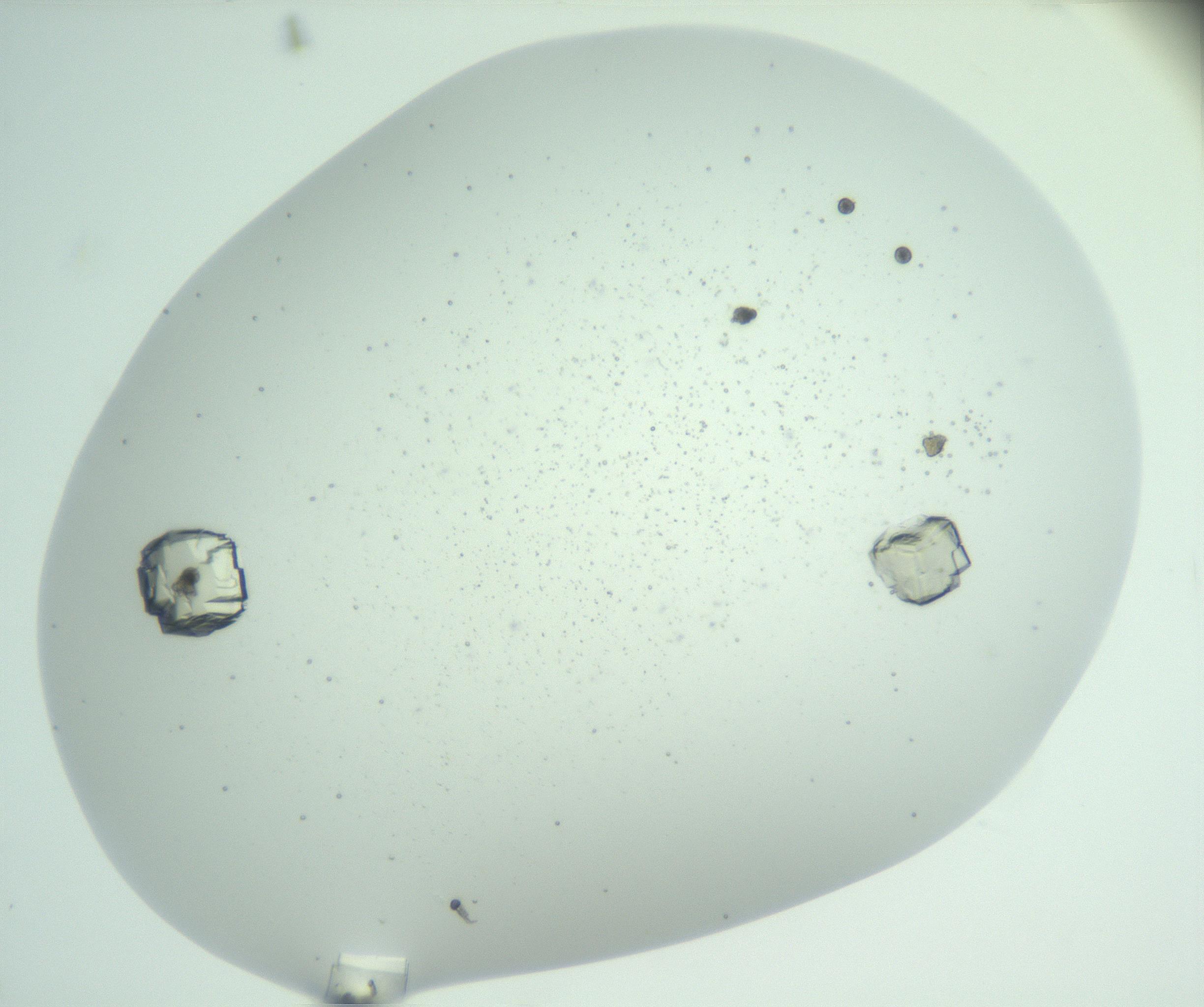 RI01_03_000_0212_Proj1_Clon1_MC_0000MC102956_006_161120_11_08_01_00_99_002_001_RAI.jpg