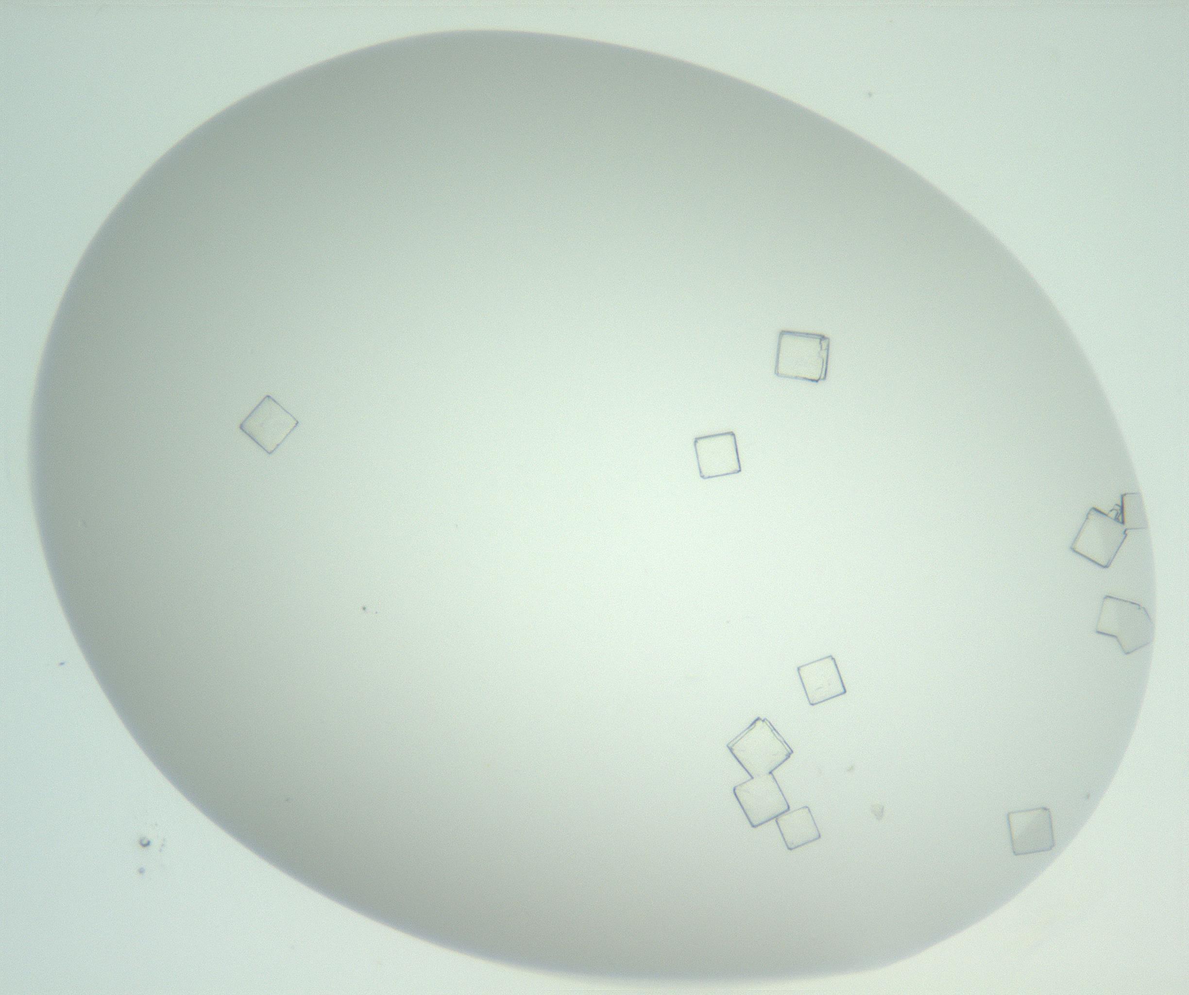 RI01_03_000_0212_Proj1_Clon1_MC_0000MC102956_006_161120_12_02_02_00_99_002_001_RAI.jpg