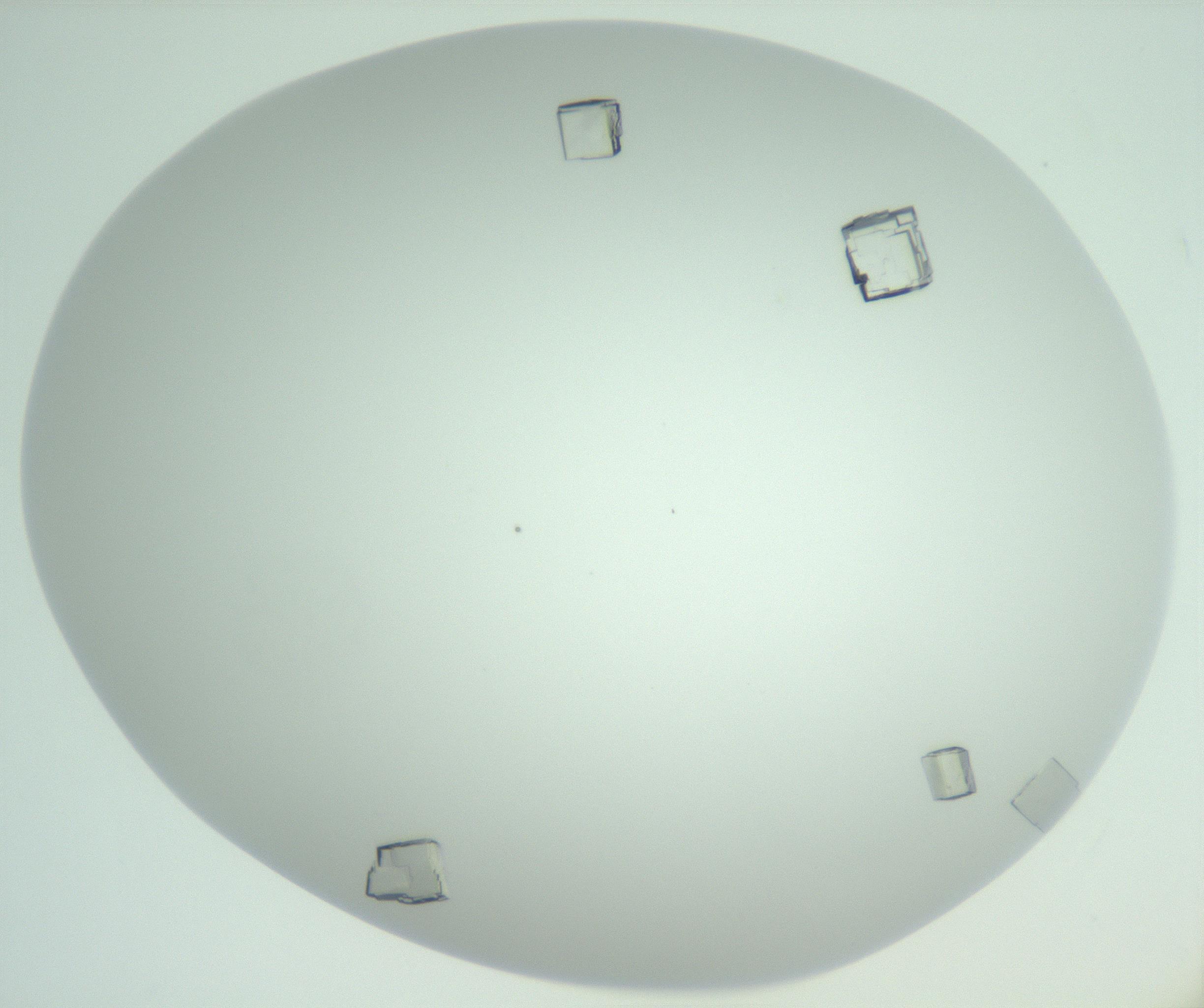 RI01_03_000_0212_Proj1_Clon1_MC_0000MC102956_006_161120_12_04_02_00_99_002_001_RAI.jpg