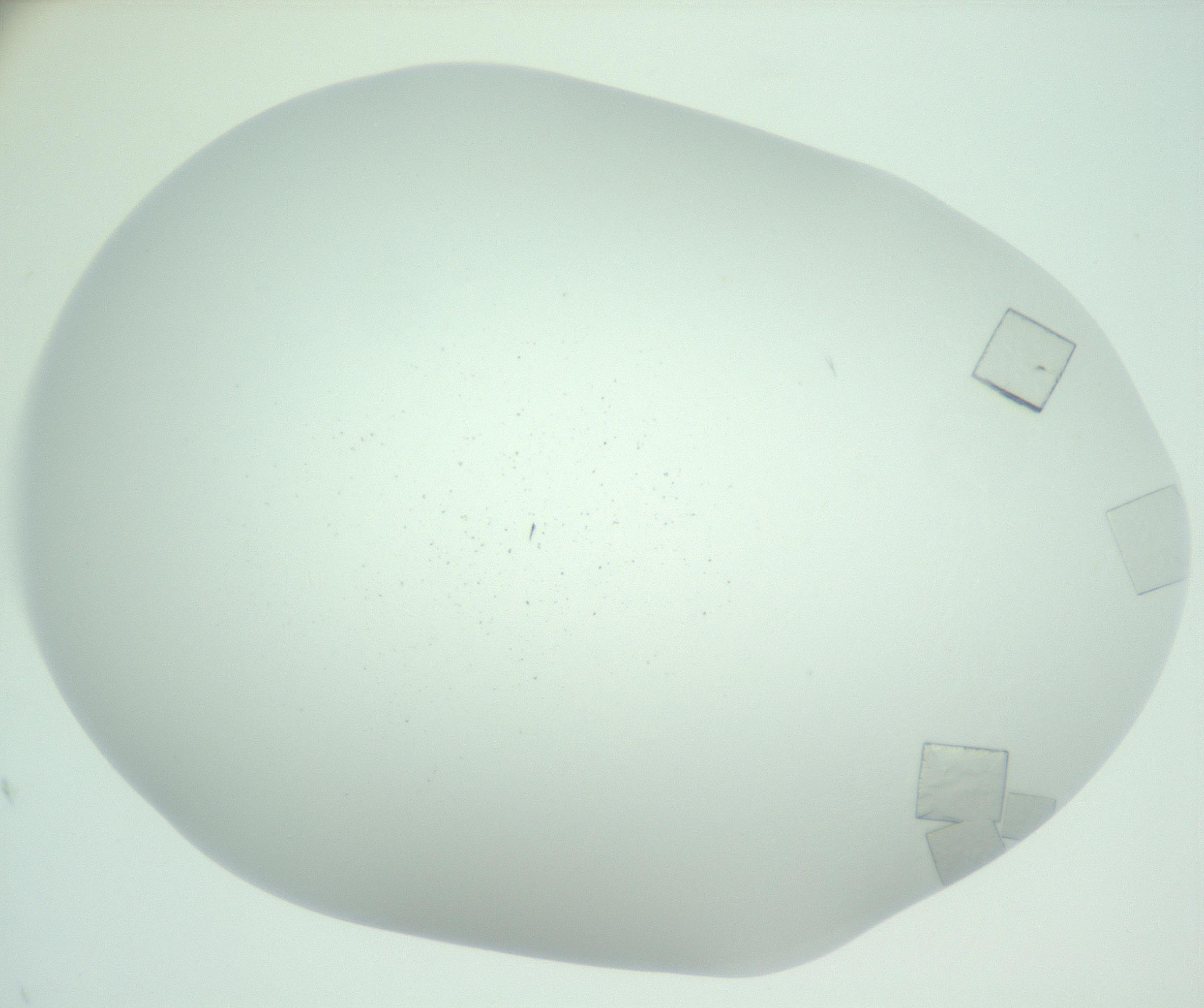 RI01_03_000_0212_Proj1_Clon1_MC_0000MC102956_006_161120_12_08_01_00_99_002_001_RAI.jpg