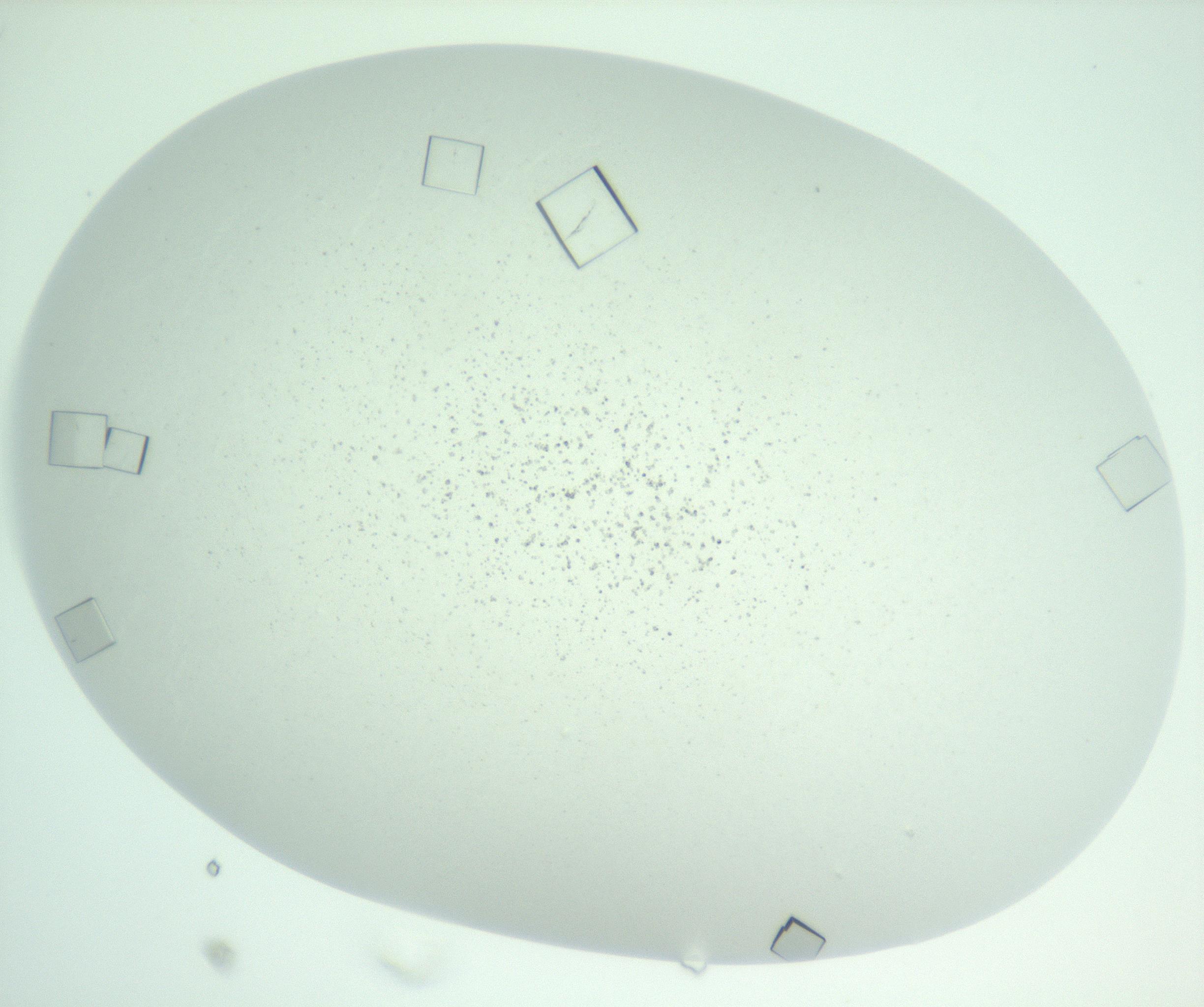 RI01_03_000_0212_Proj1_Clon1_MC_0000MC102956_007_161125_02_03_01_00_99_002_001_RAI.jpg