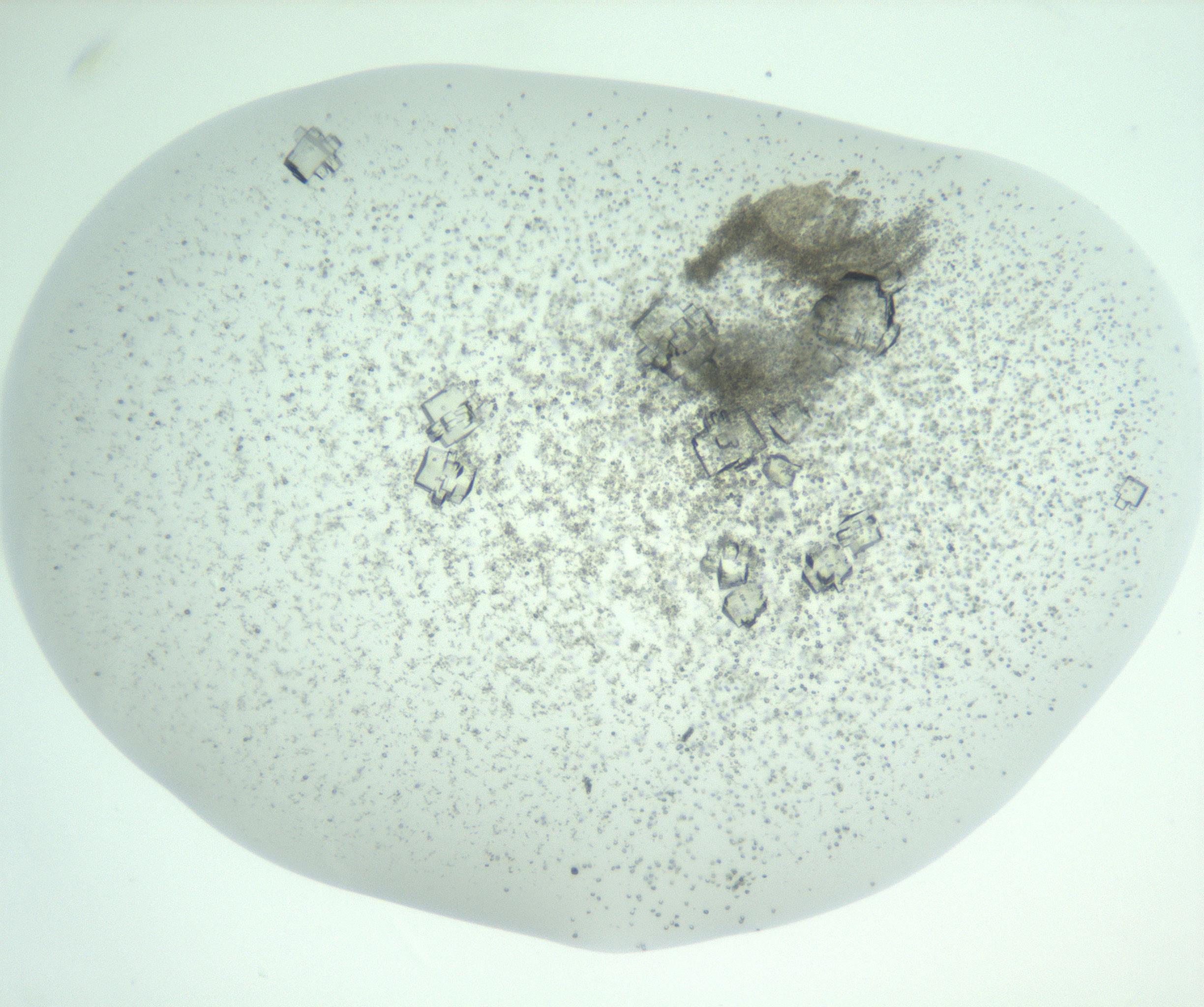 RI01_03_000_0212_Proj1_Clon1_MC_0000MC102956_007_161125_02_07_01_00_99_002_001_RAI.jpg