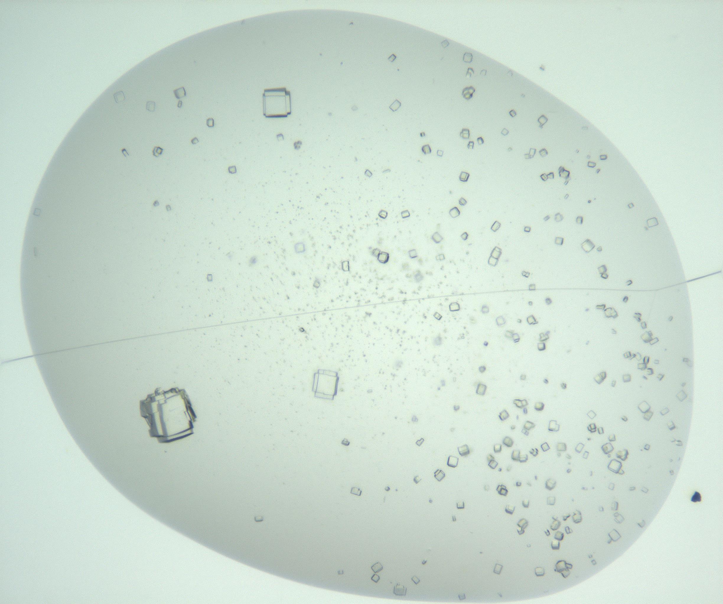 RI01_03_000_0212_Proj1_Clon1_MC_0000MC102956_007_161125_03_01_01_00_99_002_001_RAI.jpg