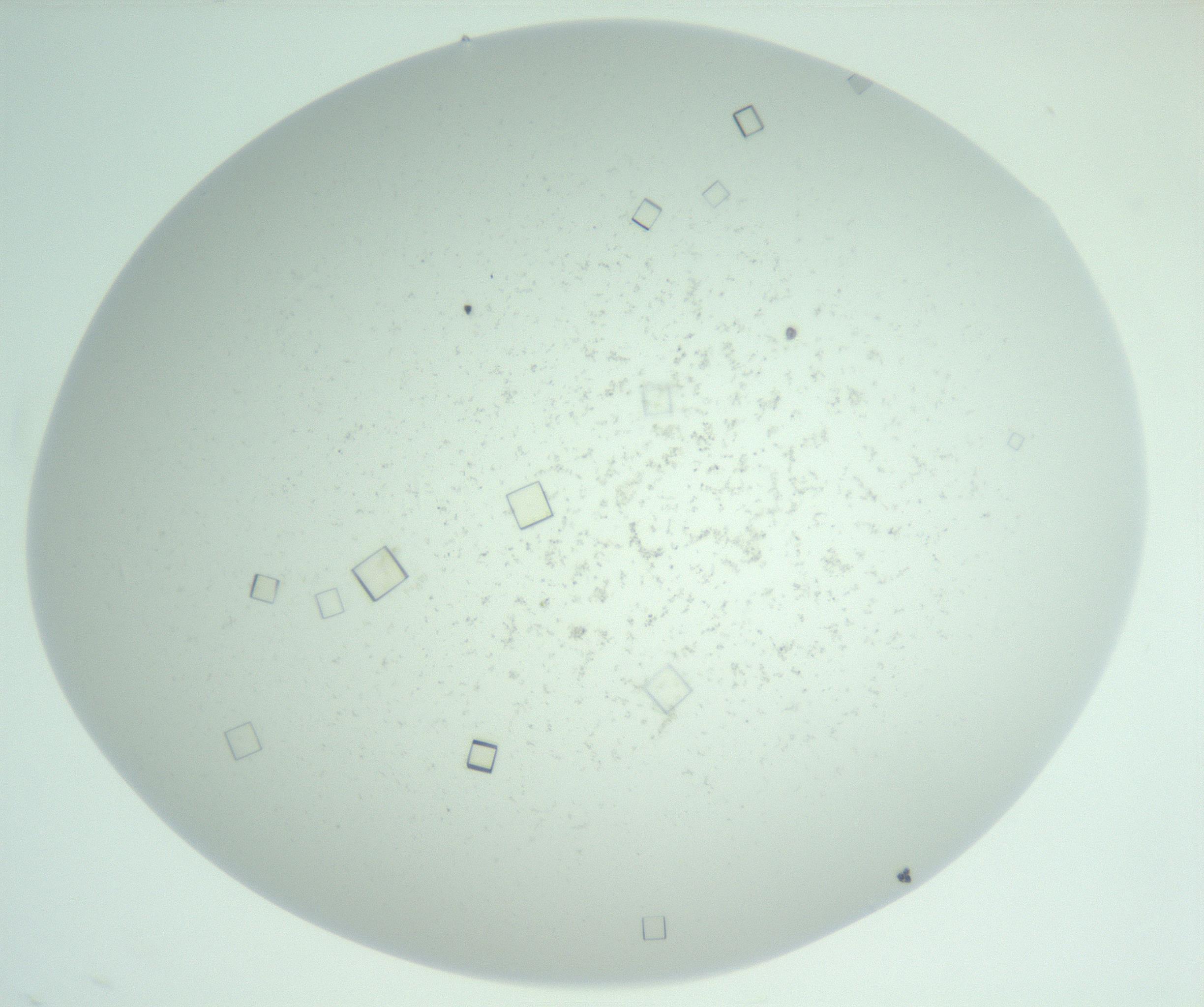 RI01_03_000_0212_Proj1_Clon1_MC_0000MC102956_007_161125_03_05_02_00_99_002_001_RAI.jpg