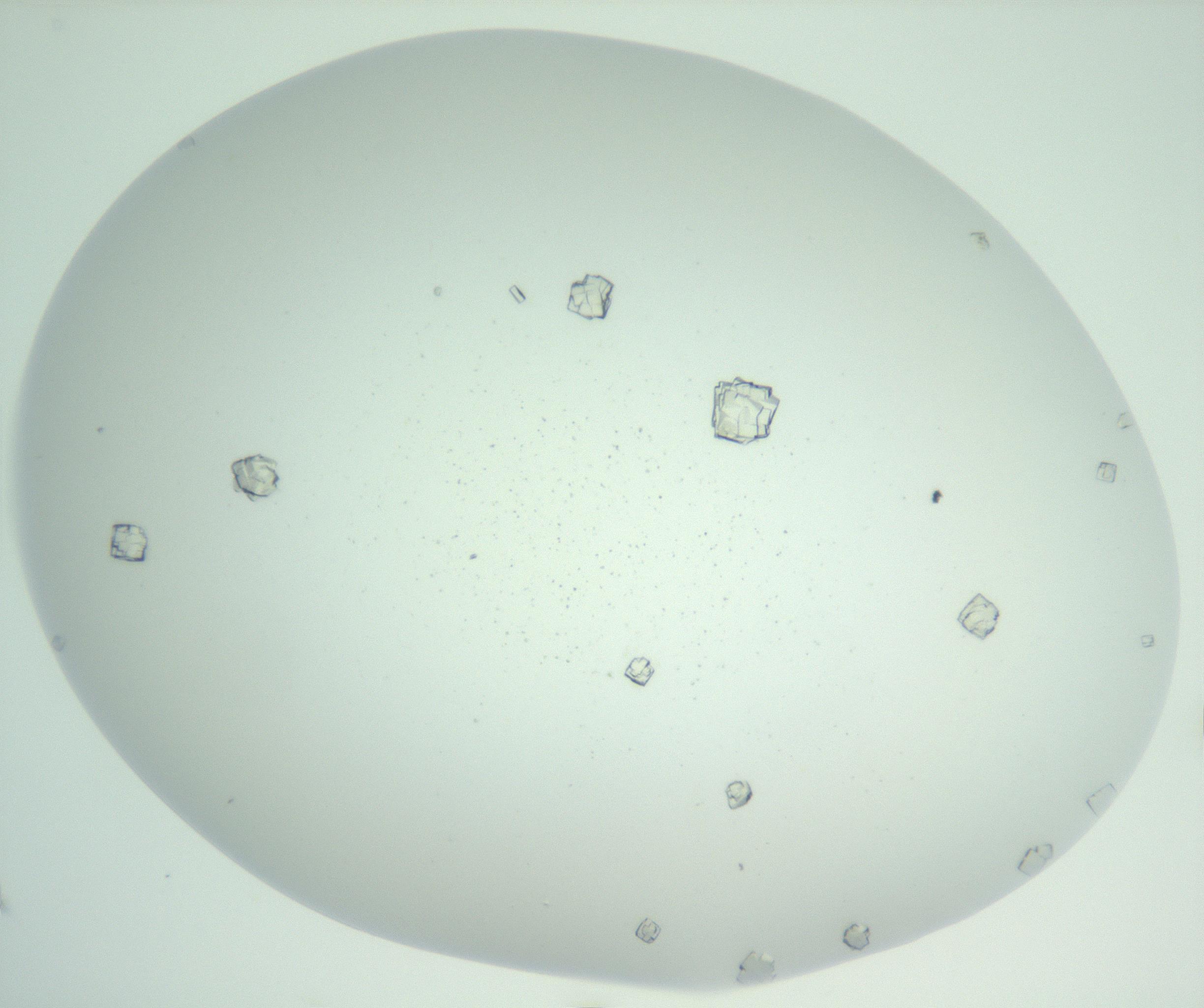 RI01_03_000_0212_Proj1_Clon1_MC_0000MC102957_003_161113_01_02_02_00_99_002_001_RAI.jpg