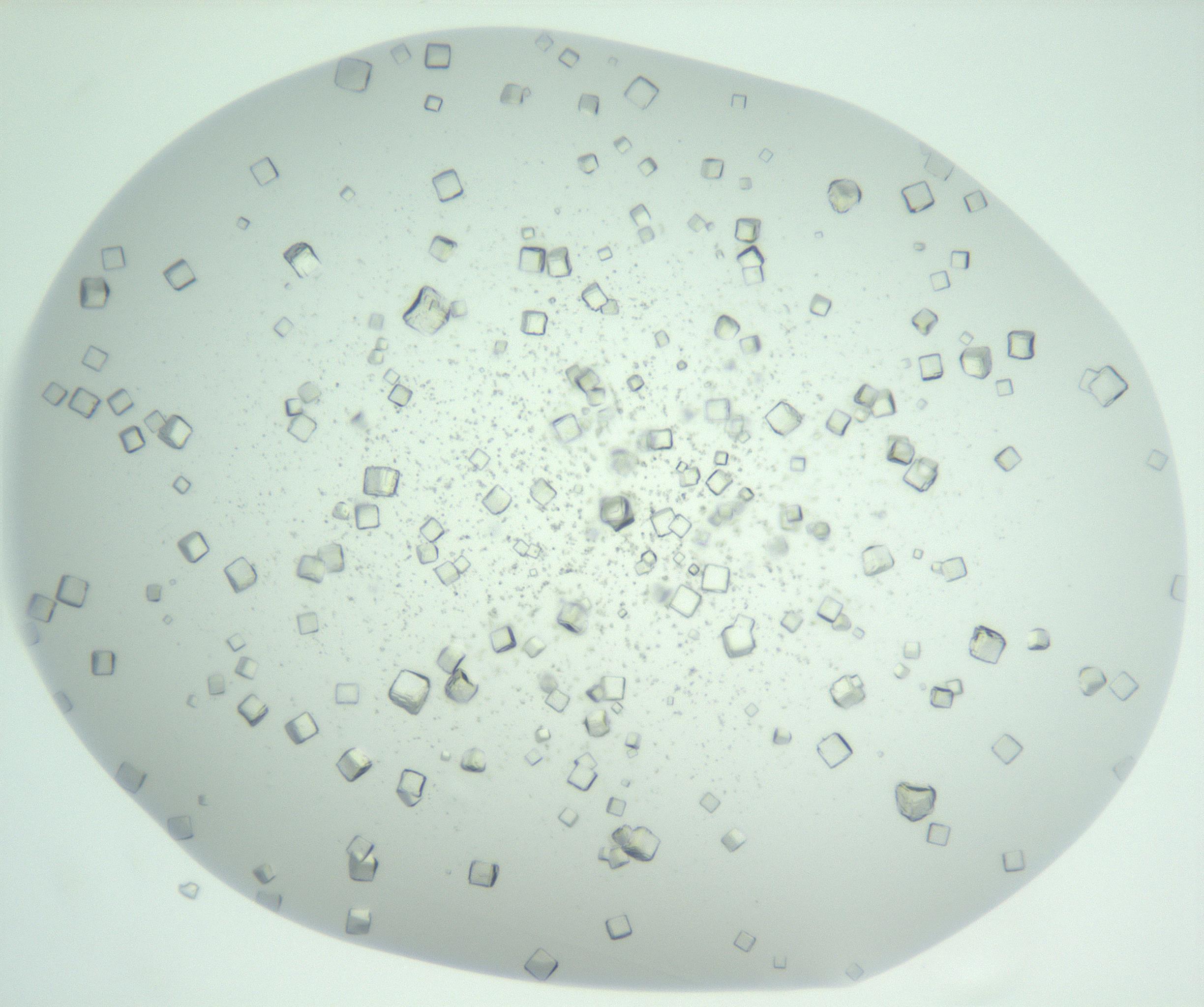 RI01_03_000_0212_Proj1_Clon1_MC_0000MC102957_003_161113_01_06_01_00_99_002_001_RAI.jpg