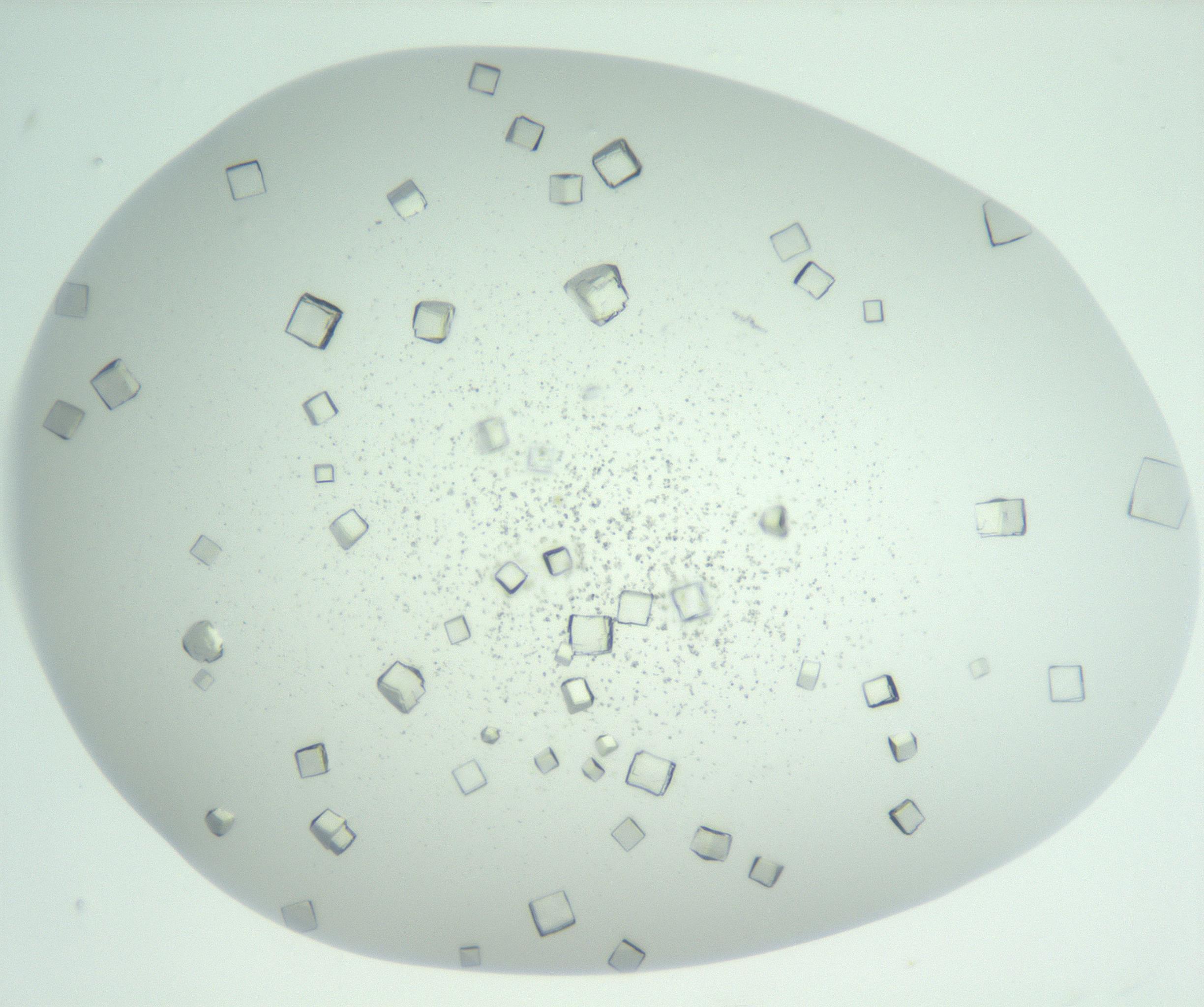 RI01_03_000_0212_Proj1_Clon1_MC_0000MC102957_003_161113_01_07_01_00_99_002_001_RAI.jpg