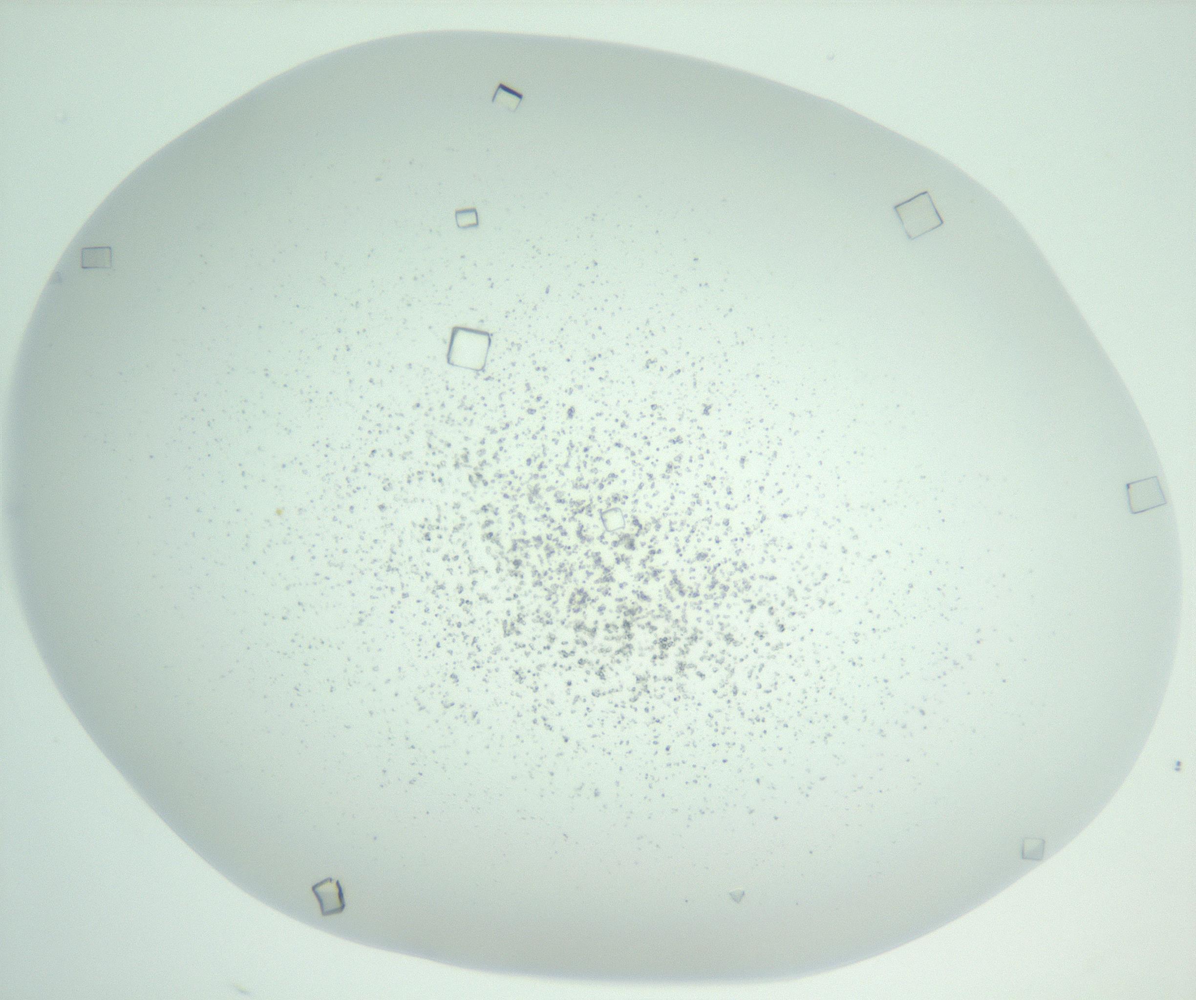 RI01_03_000_0212_Proj1_Clon1_MC_0000MC102957_003_161113_02_02_01_00_99_002_001_RAI.jpg