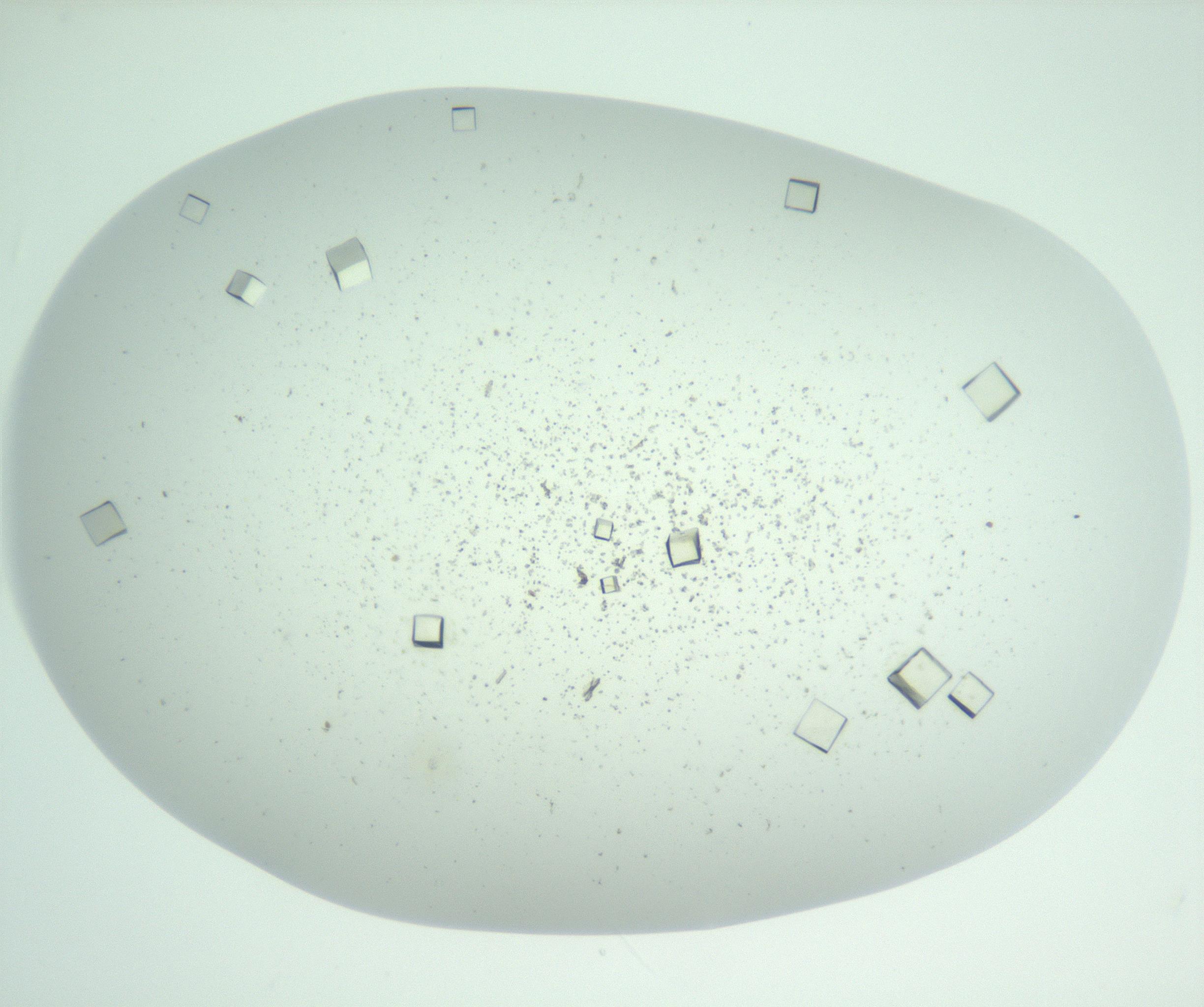 RI01_03_000_0212_Proj1_Clon1_MC_0000MC102957_003_161113_02_05_01_00_99_002_001_RAI.jpg