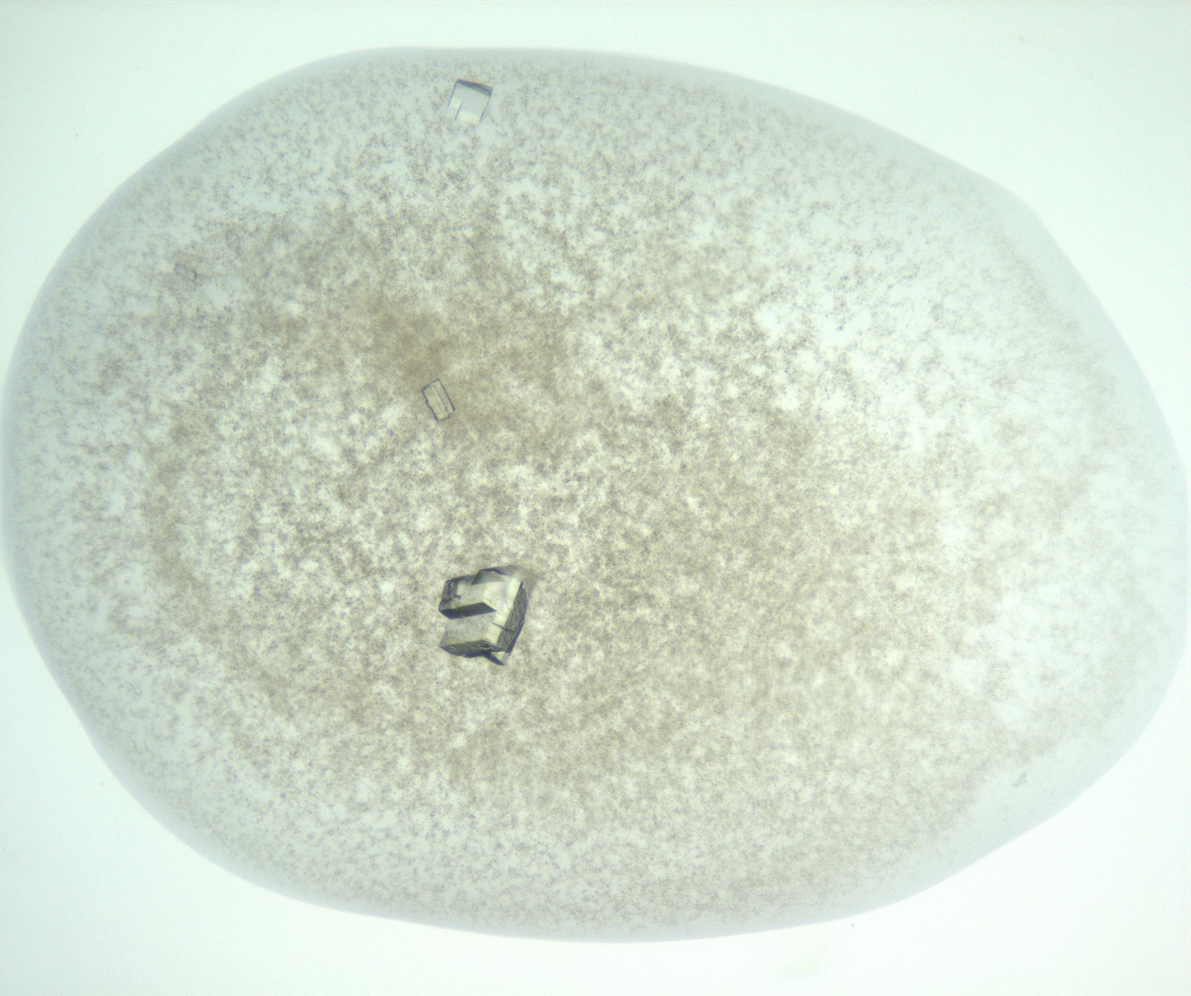 RI01_03_000_0212_Proj1_Clon1_MC_0000MC102957_003_161113_03_02_01_00_99_002_001_RAI.jpg