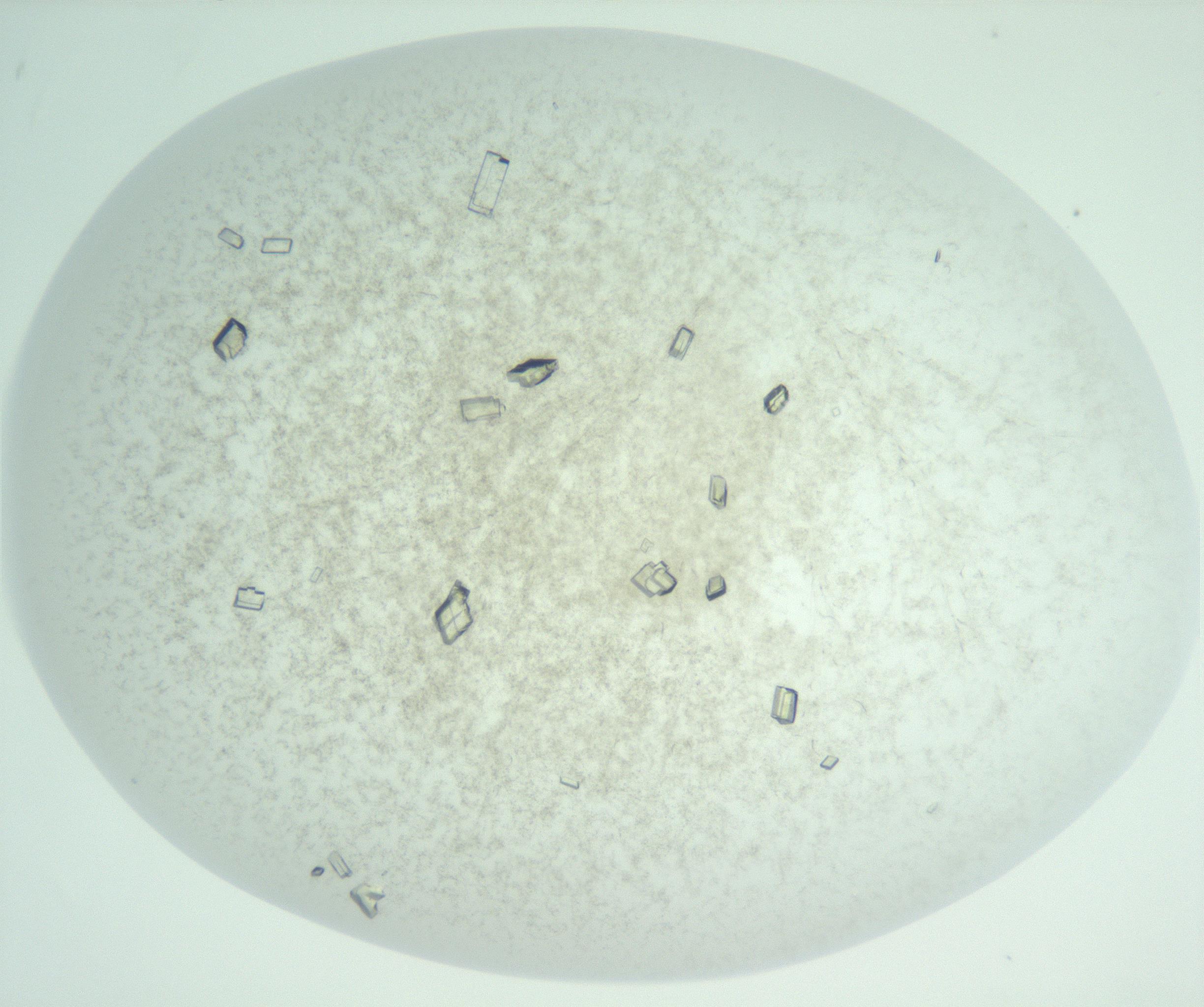 RI01_03_000_0212_Proj1_Clon1_MC_0000MC102957_003_161113_03_02_02_00_99_002_001_RAI.jpg