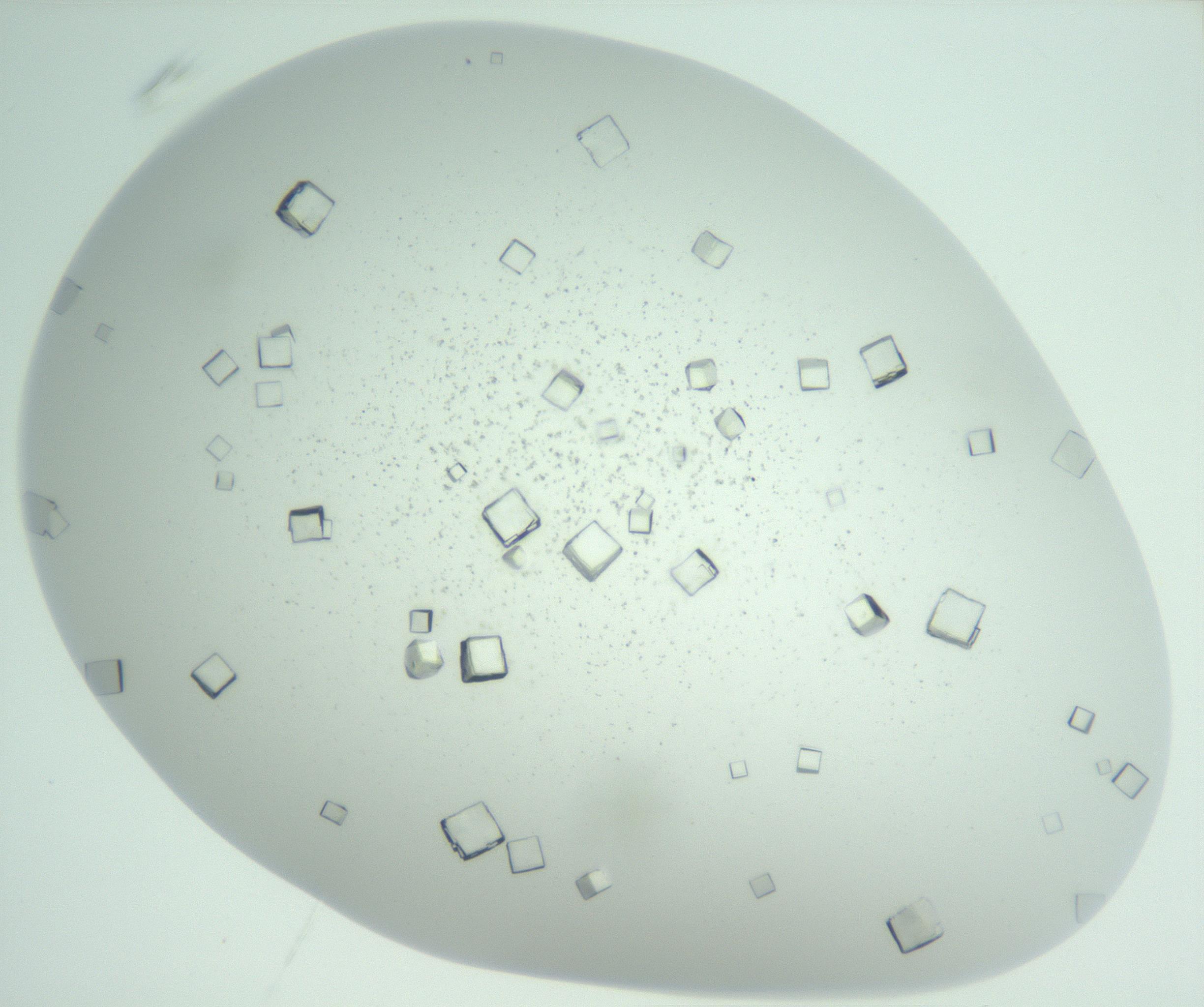 RI01_03_000_0212_Proj1_Clon1_MC_0000MC102957_003_161113_03_06_01_00_99_002_001_RAI.jpg