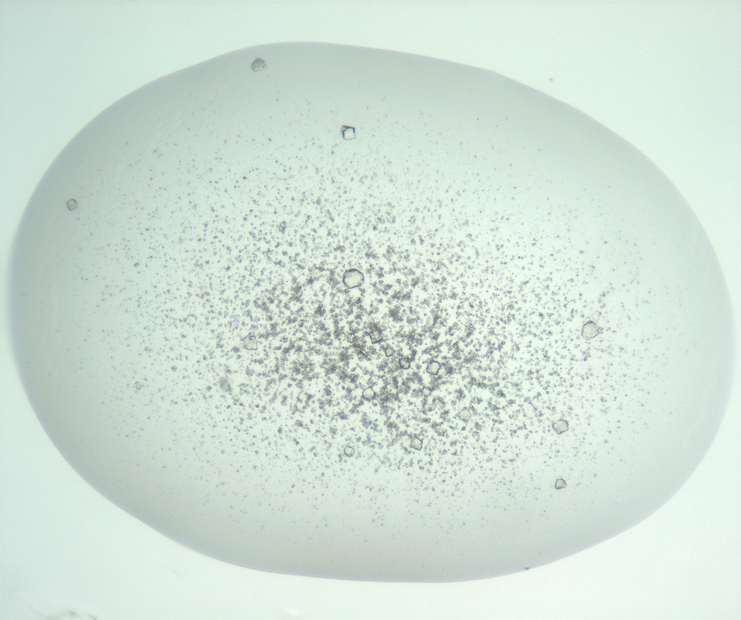 RI01_03_000_0212_Proj1_Clon1_MC_0000MC102957_003_161113_04_02_01_00_99_002_001_RAI.jpg