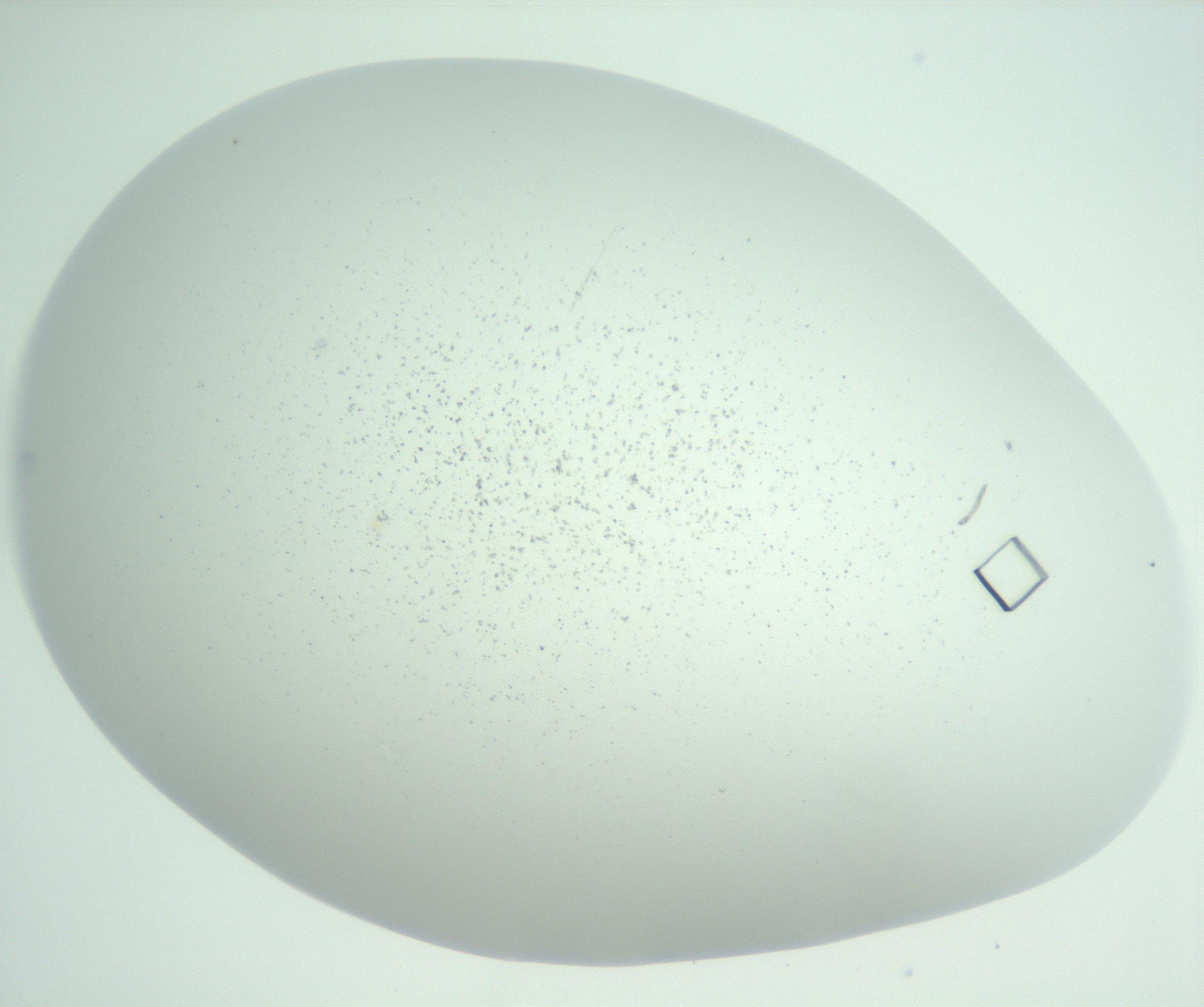 RI01_03_000_0212_Proj1_Clon1_MC_0000MC102957_003_161113_04_06_01_00_99_002_001_RAI.jpg