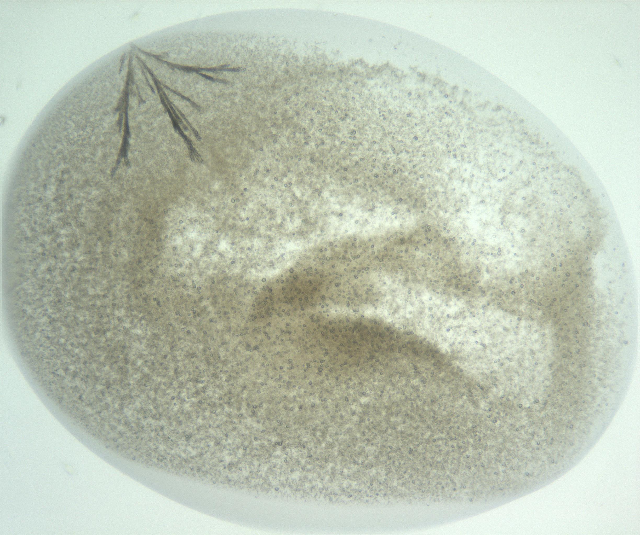 RI01_03_000_0212_Proj1_Clon1_MC_0000MC102957_003_161113_05_01_01_00_99_002_001_RAI.jpg