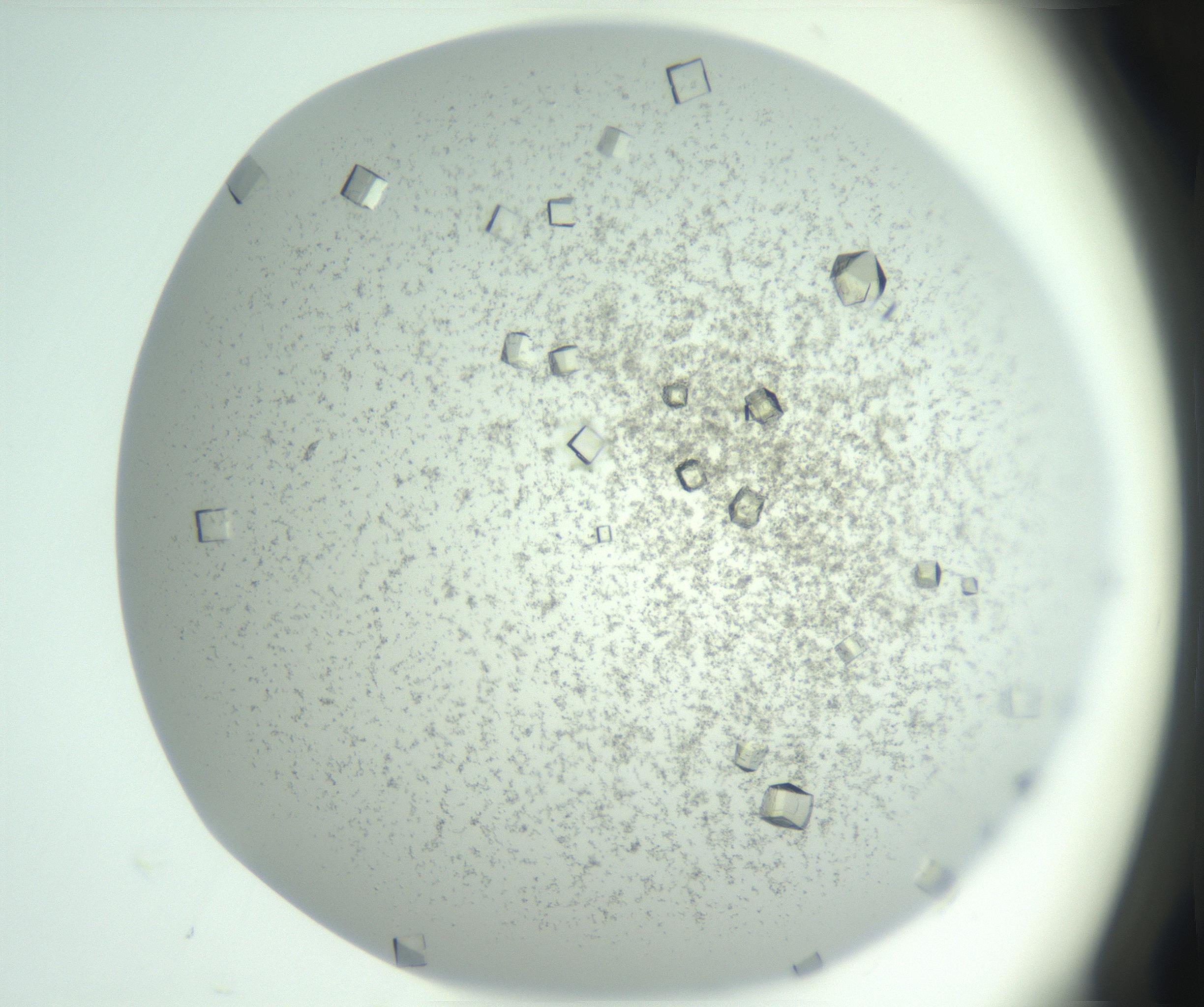 RI01_03_000_0212_Proj1_Clon1_MC_0000MC102957_003_161113_05_03_01_00_99_002_001_RAI.jpg