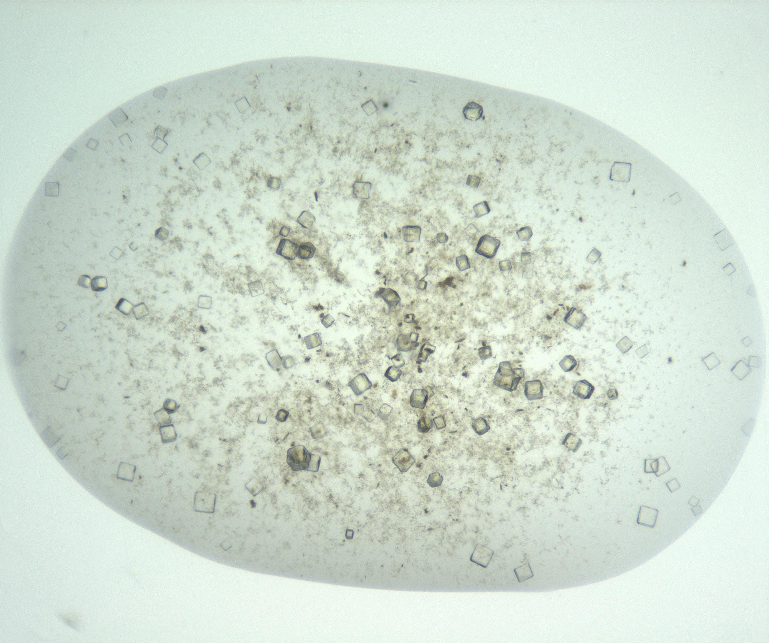 RI01_03_000_0212_Proj1_Clon1_MC_0000MC102957_003_161113_05_05_01_00_99_002_001_RAI.jpg