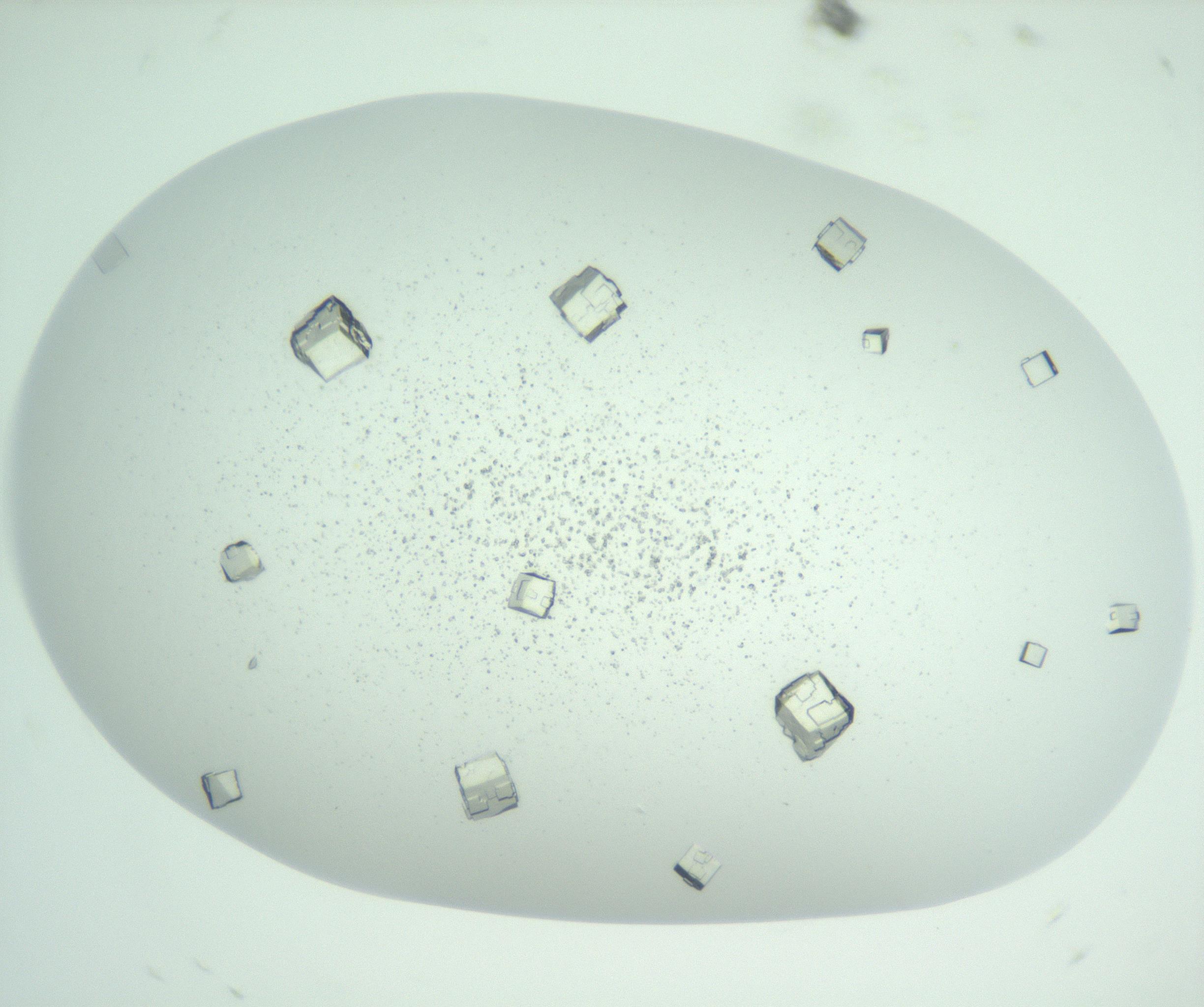 RI01_03_000_0212_Proj1_Clon1_MC_0000MC102957_003_161113_06_01_01_00_99_002_001_RAI.jpg