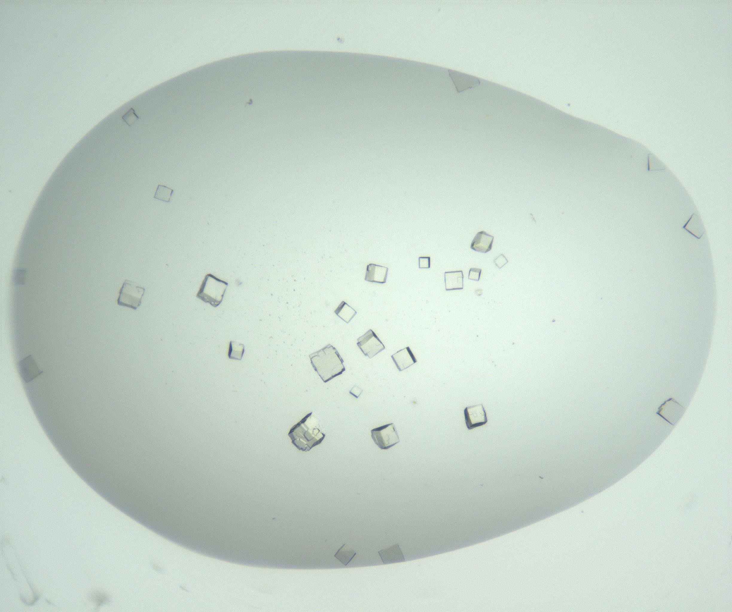 RI01_03_000_0212_Proj1_Clon1_MC_0000MC102957_003_161113_06_01_02_00_99_002_001_RAI.jpg
