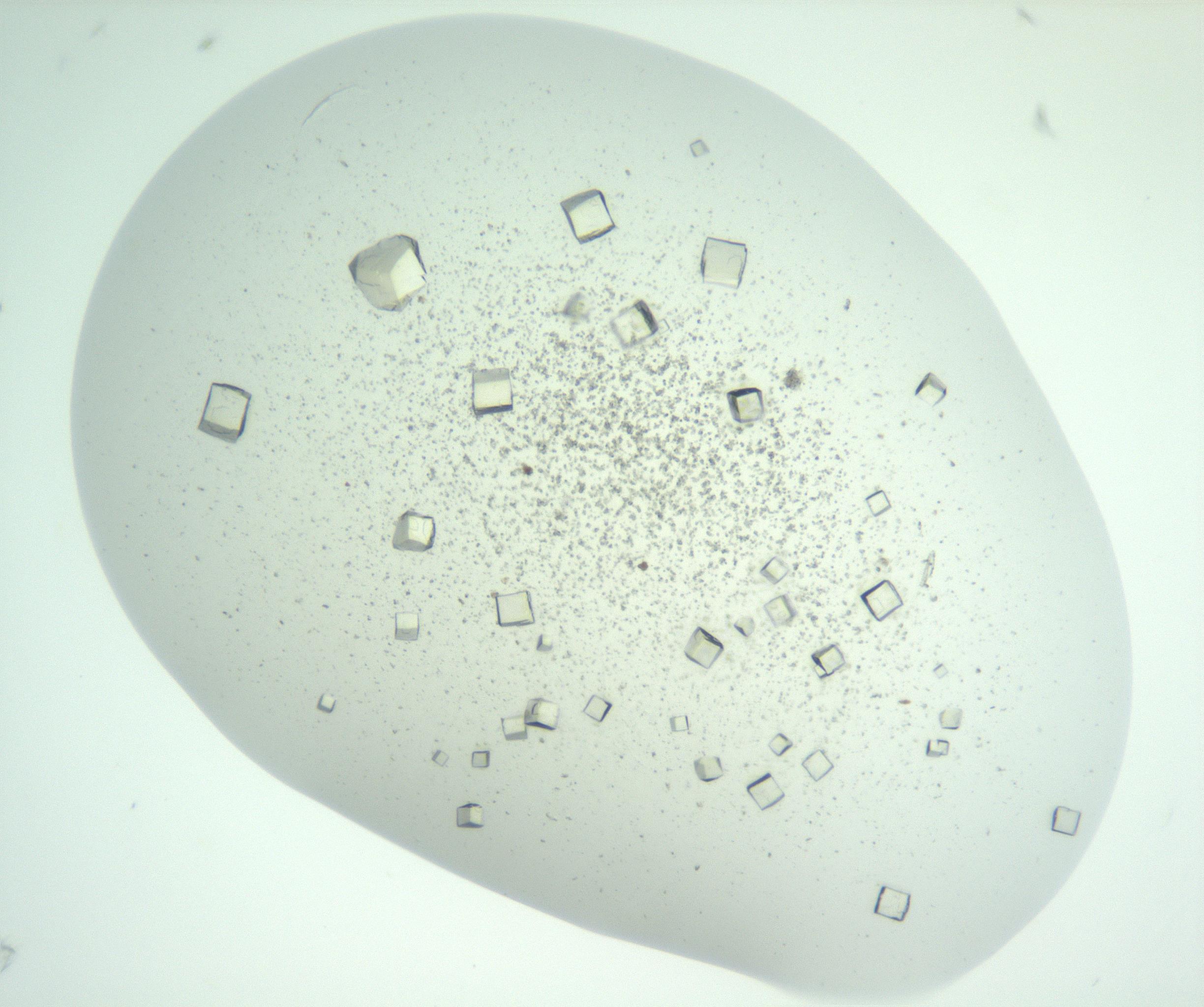 RI01_03_000_0212_Proj1_Clon1_MC_0000MC102957_003_161113_06_03_01_00_99_002_001_RAI.jpg