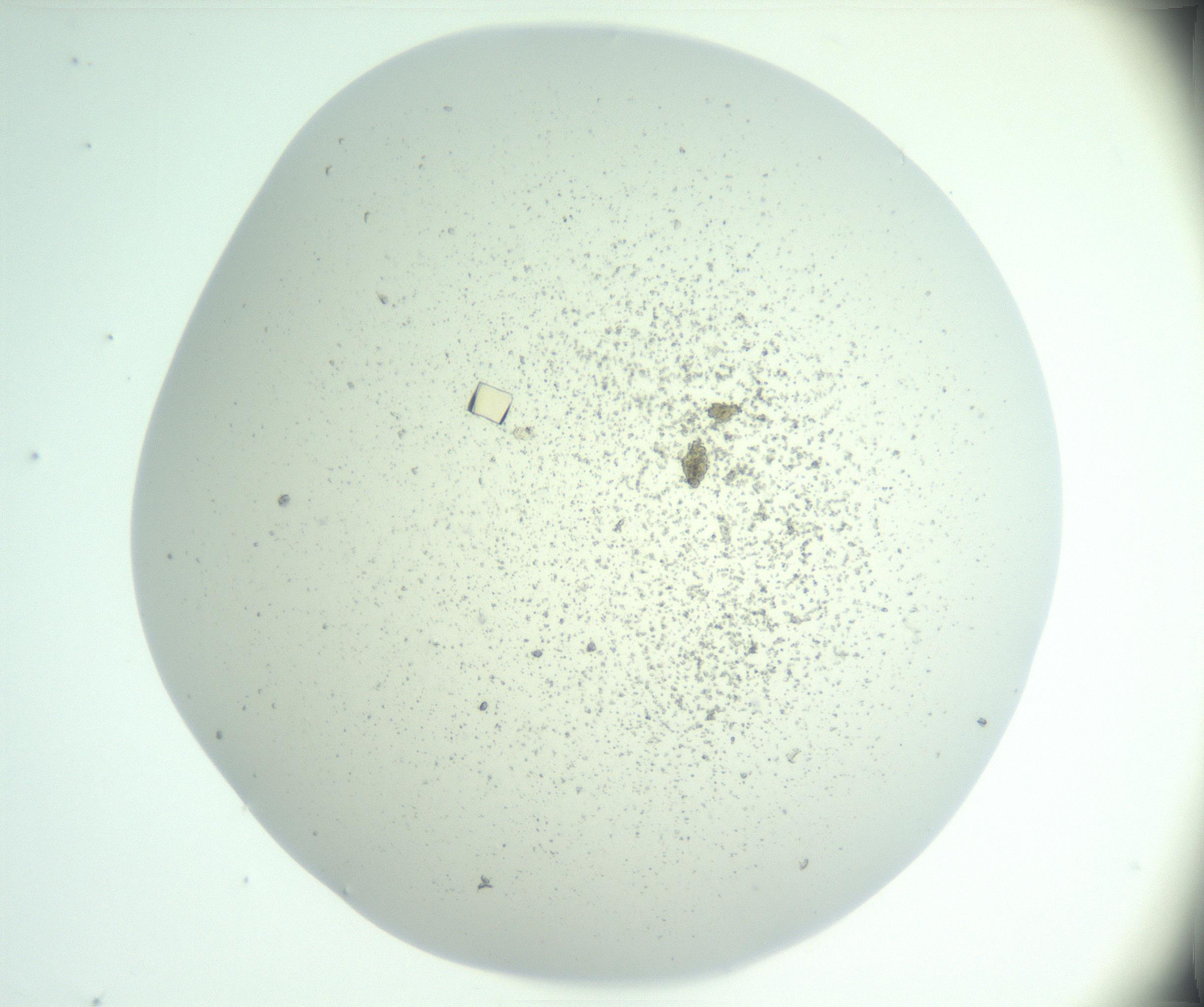 RI01_03_000_0212_Proj1_Clon1_MC_0000MC102957_003_161113_07_03_01_00_99_002_001_RAI.jpg