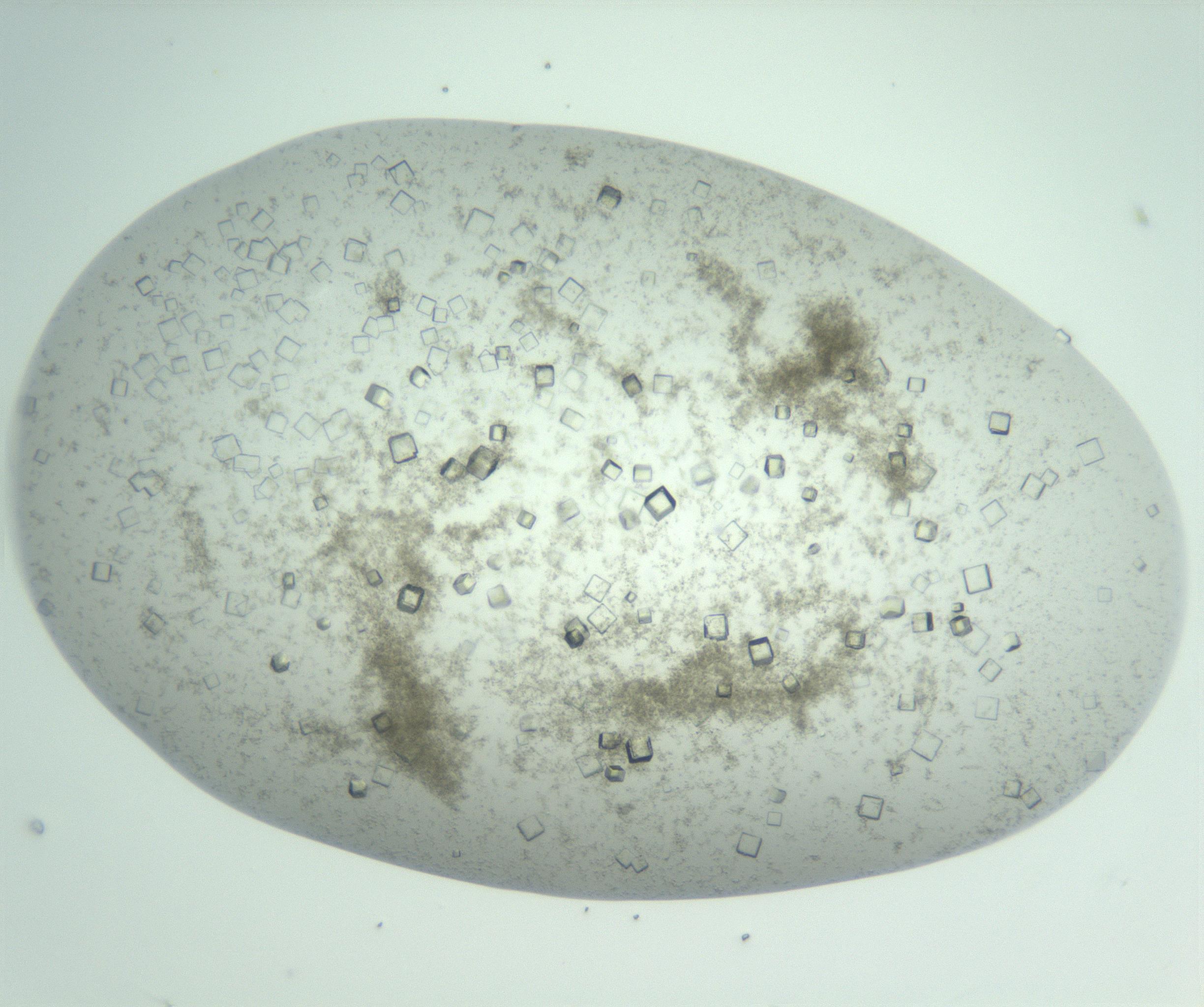 RI01_03_000_0212_Proj1_Clon1_MC_0000MC102957_003_161113_07_07_01_00_99_002_001_RAI.jpg