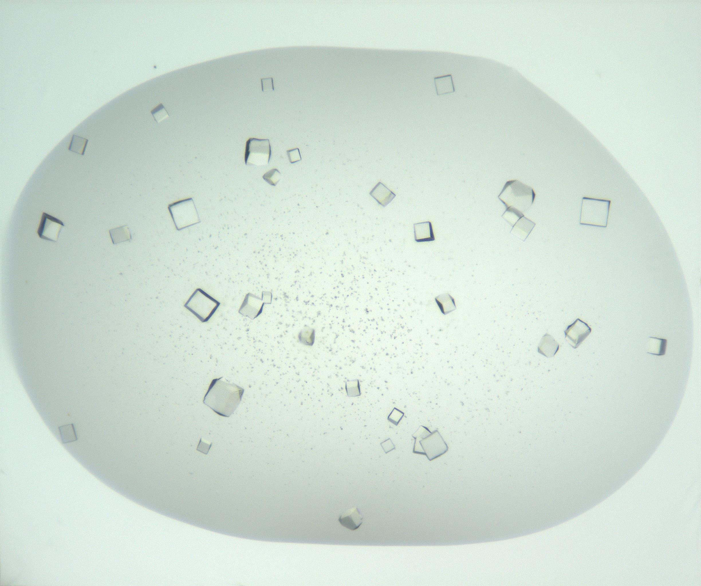 RI01_03_000_0212_Proj1_Clon1_MC_0000MC102957_003_161113_08_02_01_00_99_002_001_RAI.jpg
