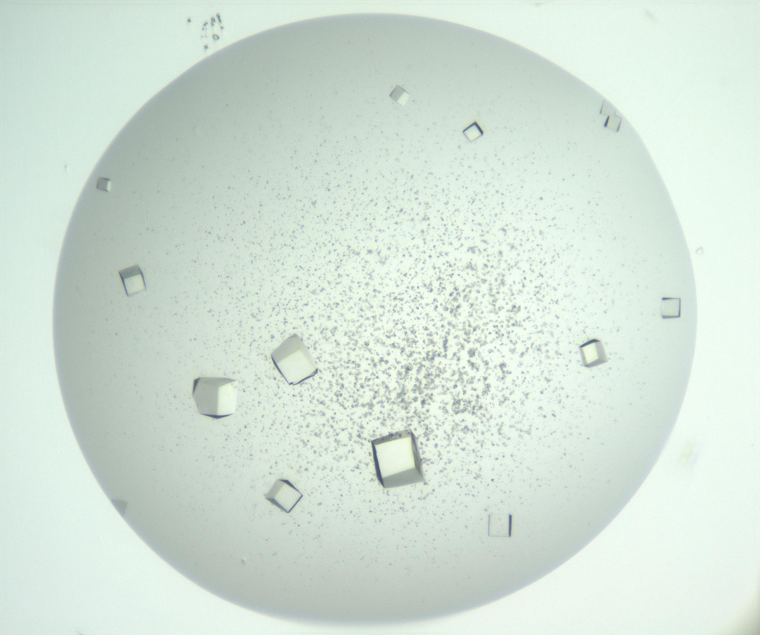 RI01_03_000_0212_Proj1_Clon1_MC_0000MC102957_003_161113_09_02_01_00_99_002_001_RAI.jpg