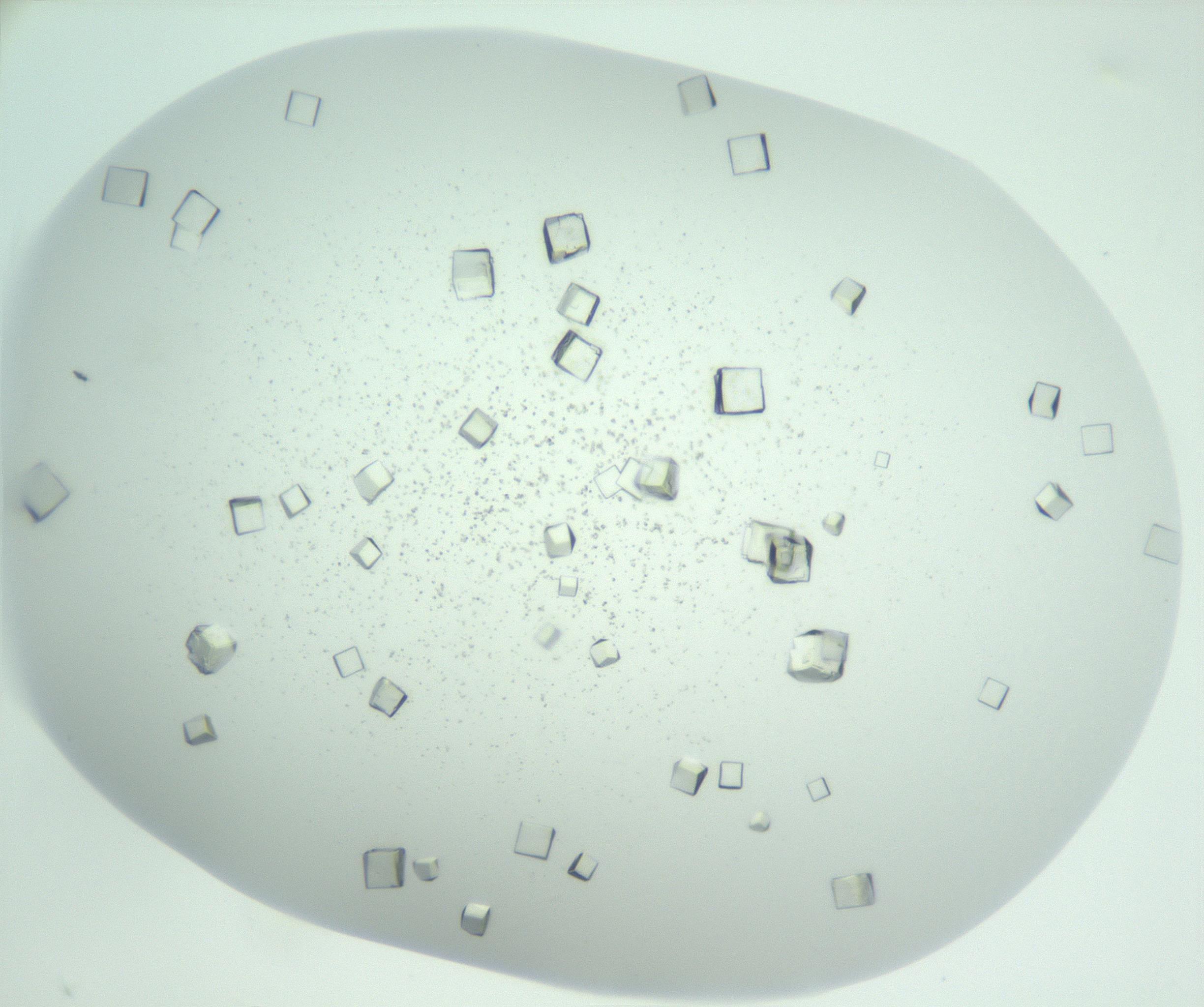RI01_03_000_0212_Proj1_Clon1_MC_0000MC102957_003_161113_09_08_01_00_99_002_001_RAI.jpg