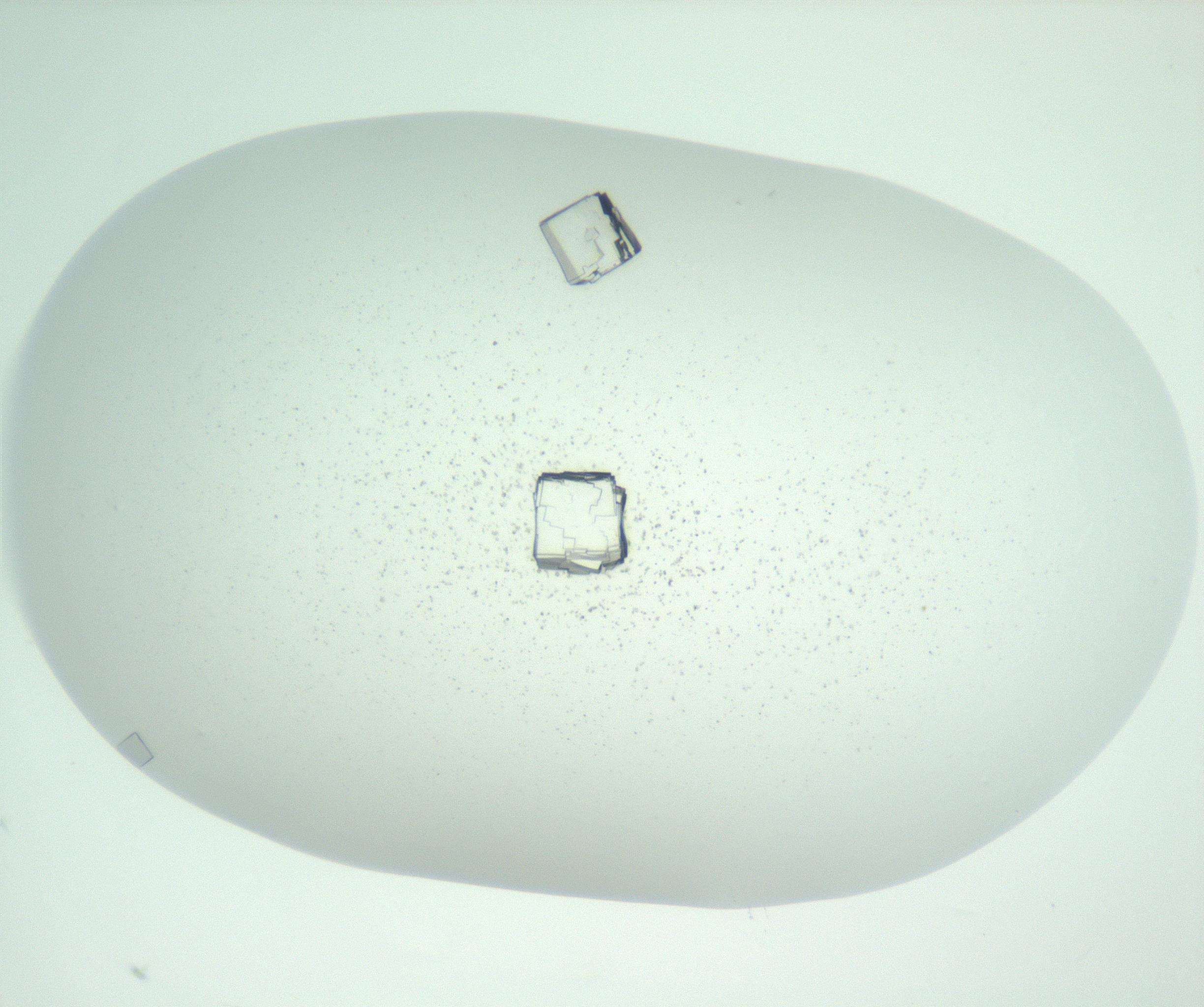 RI01_03_000_0212_Proj1_Clon1_MC_0000MC102957_003_161113_10_04_01_00_99_002_001_RAI.jpg