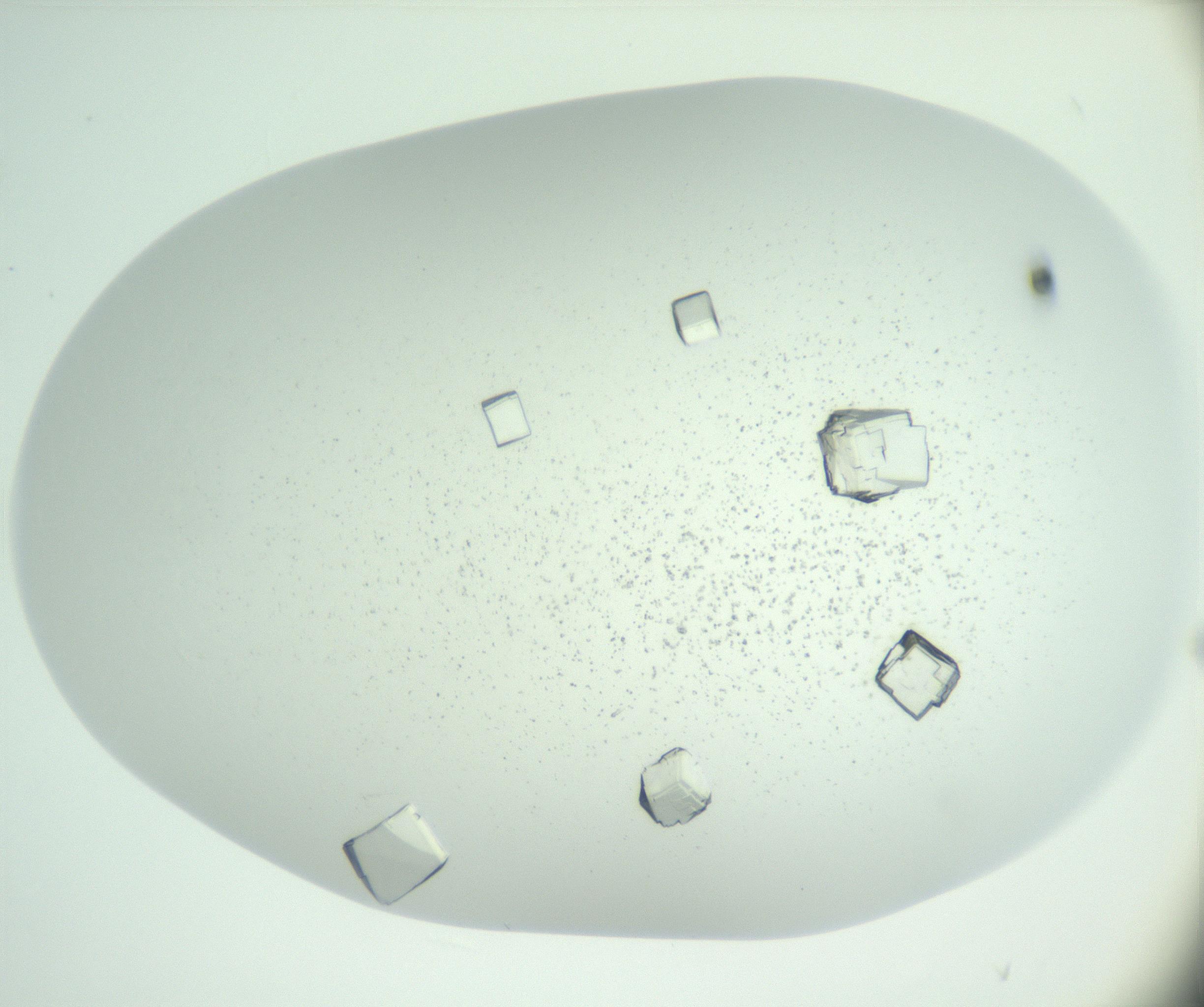 RI01_03_000_0212_Proj1_Clon1_MC_0000MC102957_003_161113_11_04_01_00_99_002_001_RAI.jpg