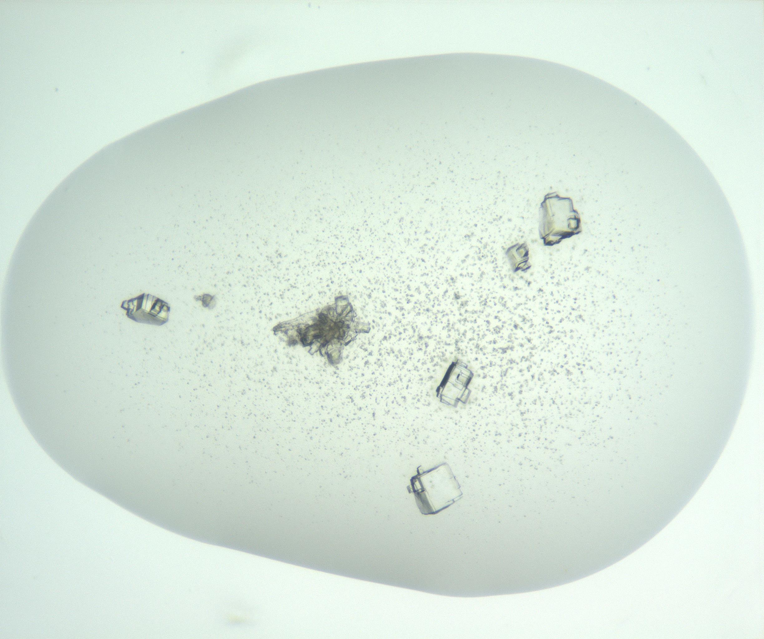 RI01_03_000_0212_Proj1_Clon1_MC_0000MC102957_003_161113_11_07_01_00_99_002_001_RAI.jpg
